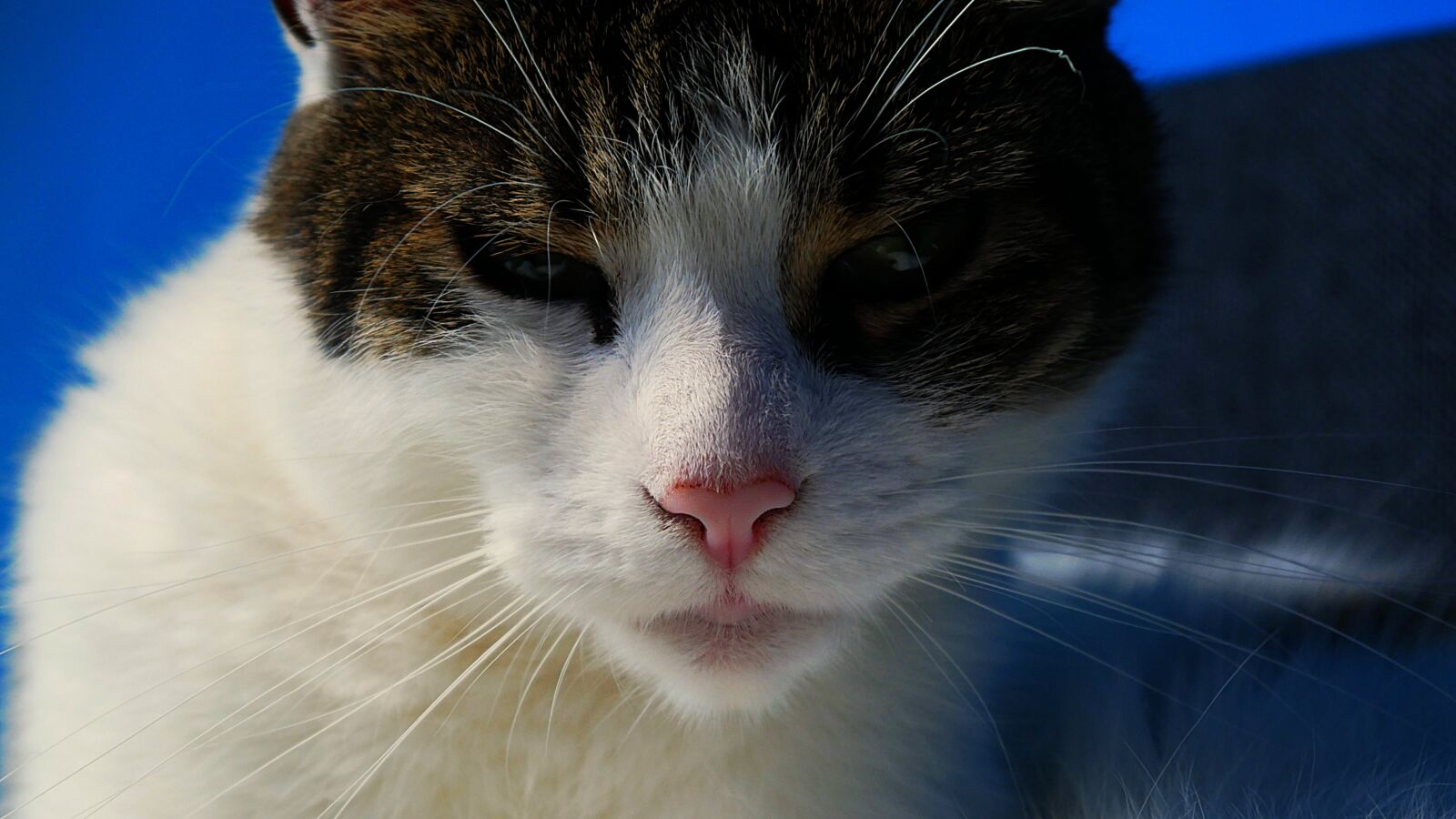 Panasonic DMC-G70 sample photo. Cat, female, kitty photography