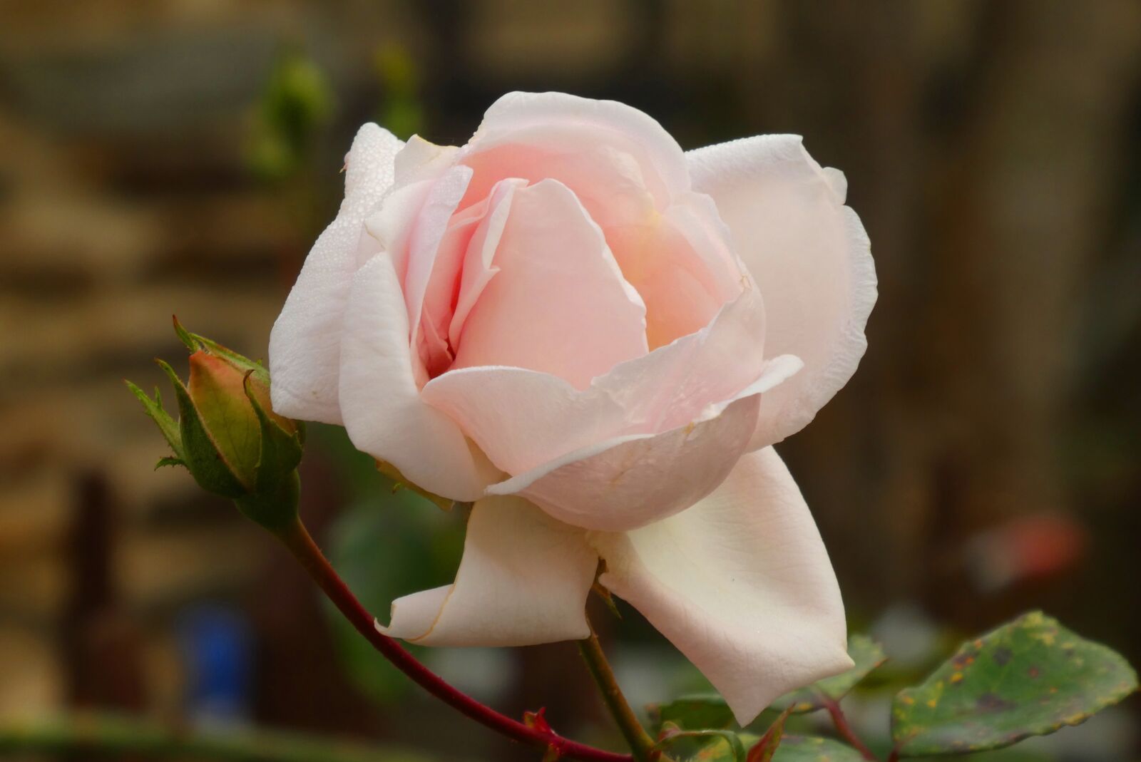 Panasonic Lumix DC-ZS70 (Lumix DC-TZ90) sample photo. Rose, pink rose, pink photography
