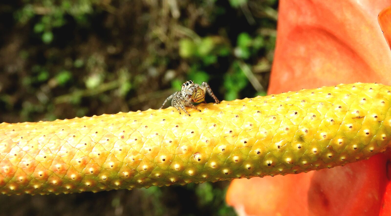 Nikon Coolpix B700 sample photo. Macro, insect, spider photography