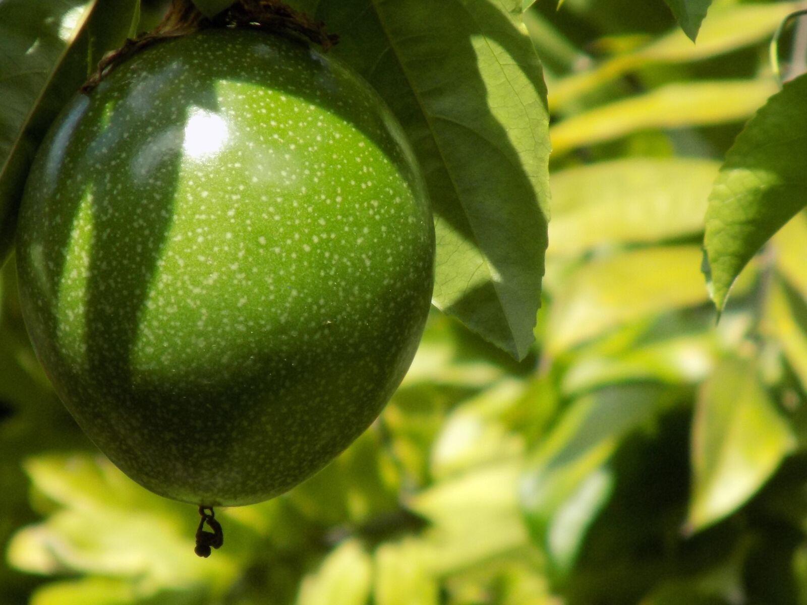 Nikon COOLPIX L340 sample photo. Fruit, plant, passion fruit photography