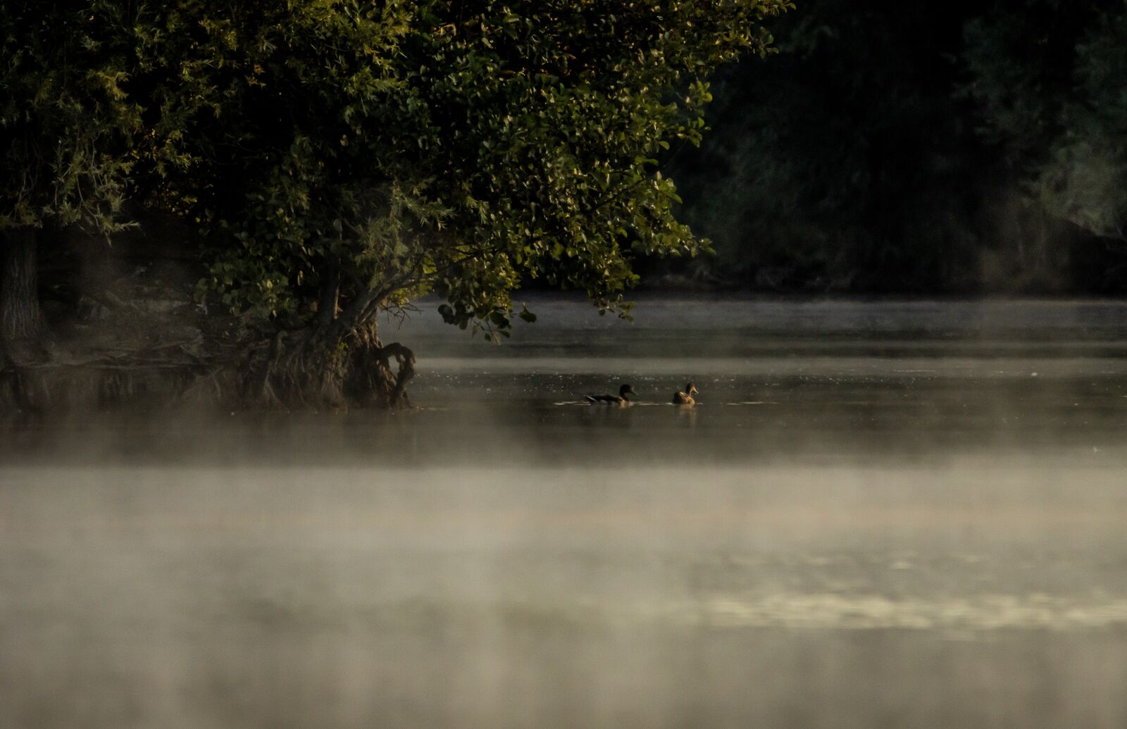 Canon EOS 90D sample photo. Dawn, fog, lake photography