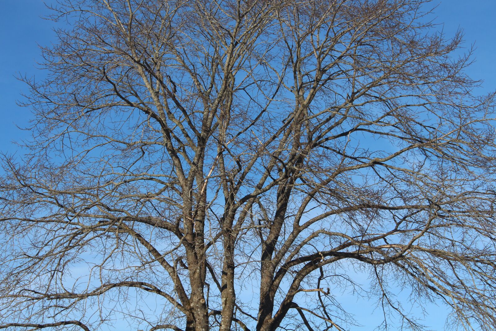 Canon EOS 650D (EOS Rebel T4i / EOS Kiss X6i) sample photo. Tree, spring, blue photography