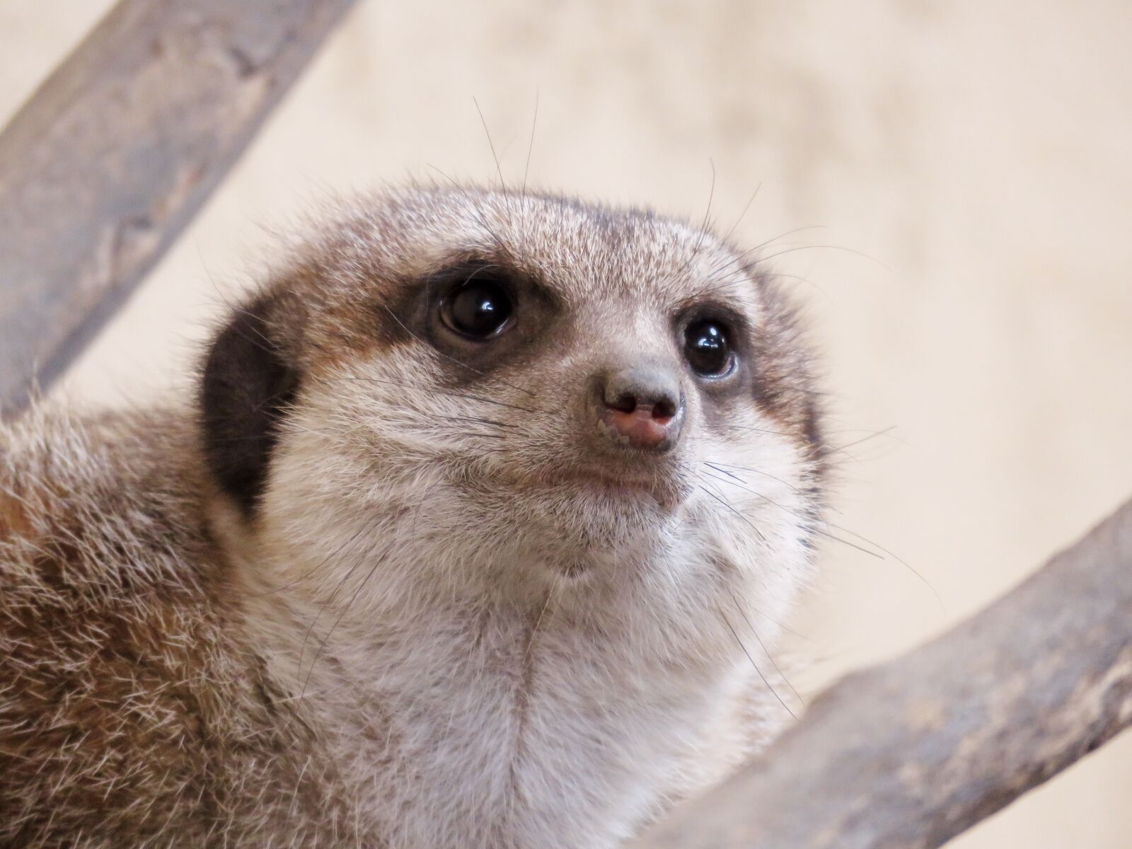 Canon PowerShot SX60 HS sample photo. Meerkat, mongoose, calgary zoo photography