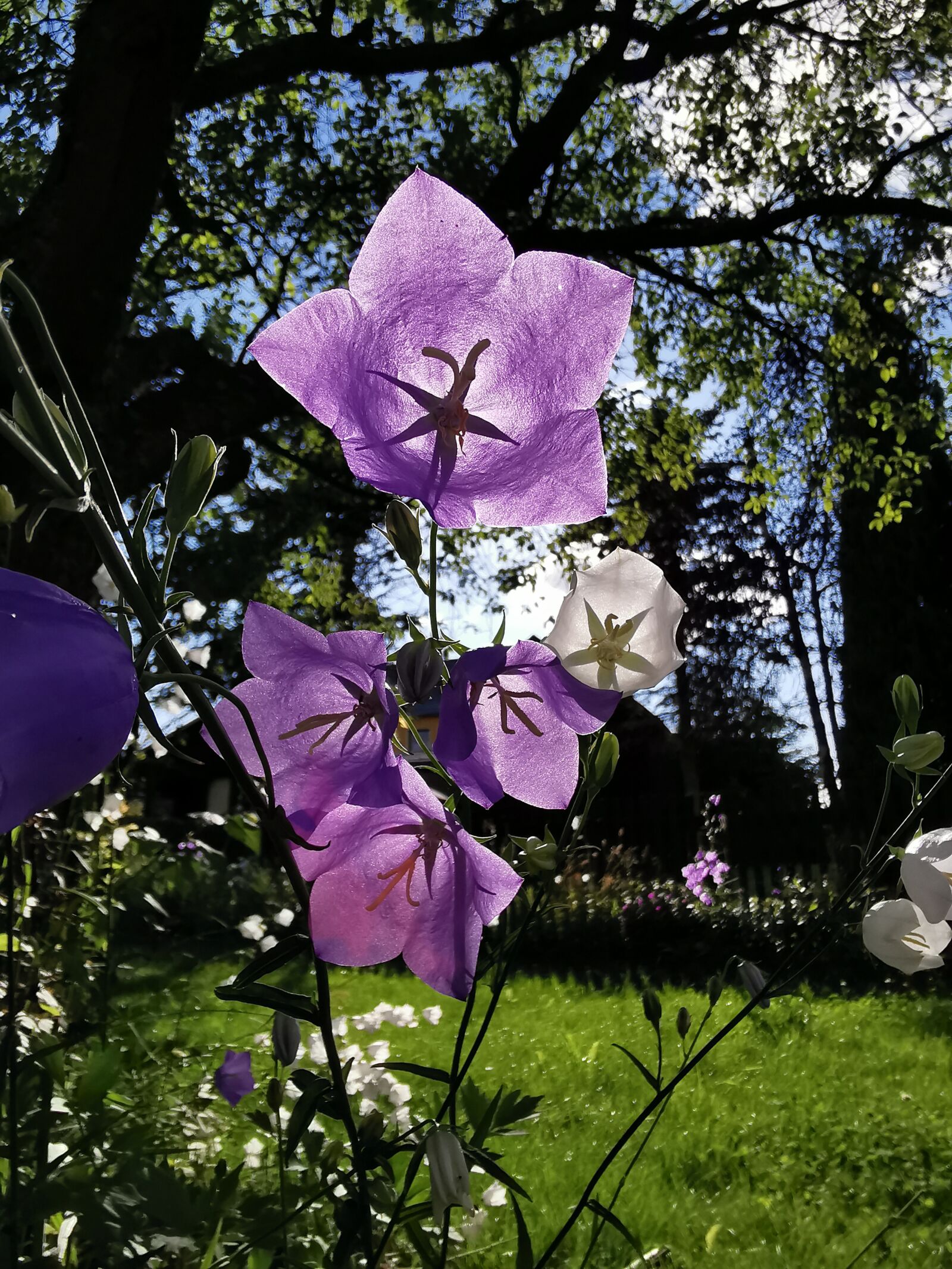 HUAWEI P30 Pro sample photo. Bellflower, garden, deutscheinsiedel photography