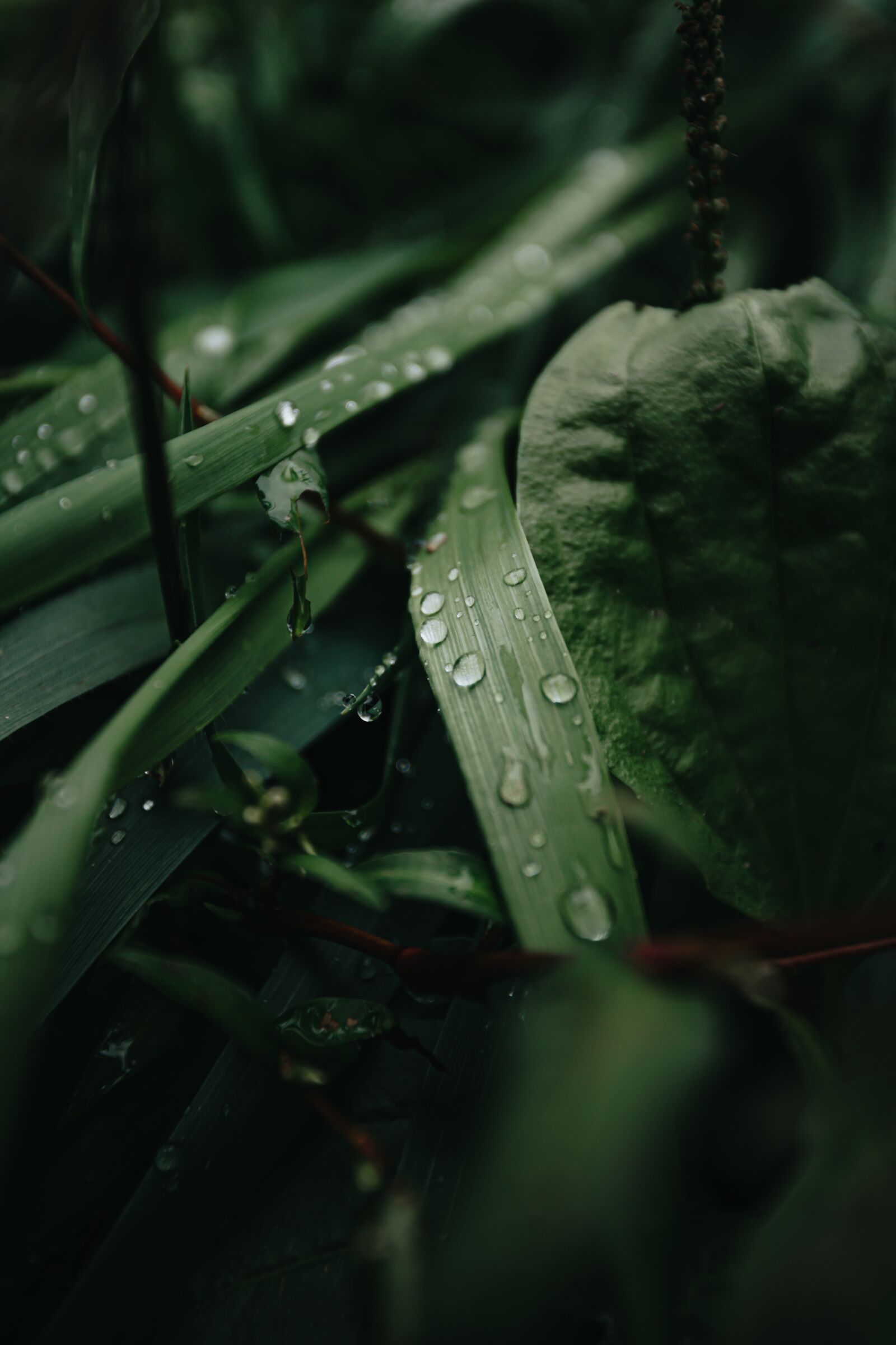 Canon EOS 6D + Canon EF 17-40mm F4L USM sample photo. Leaves, raindrops, dewdrop photography