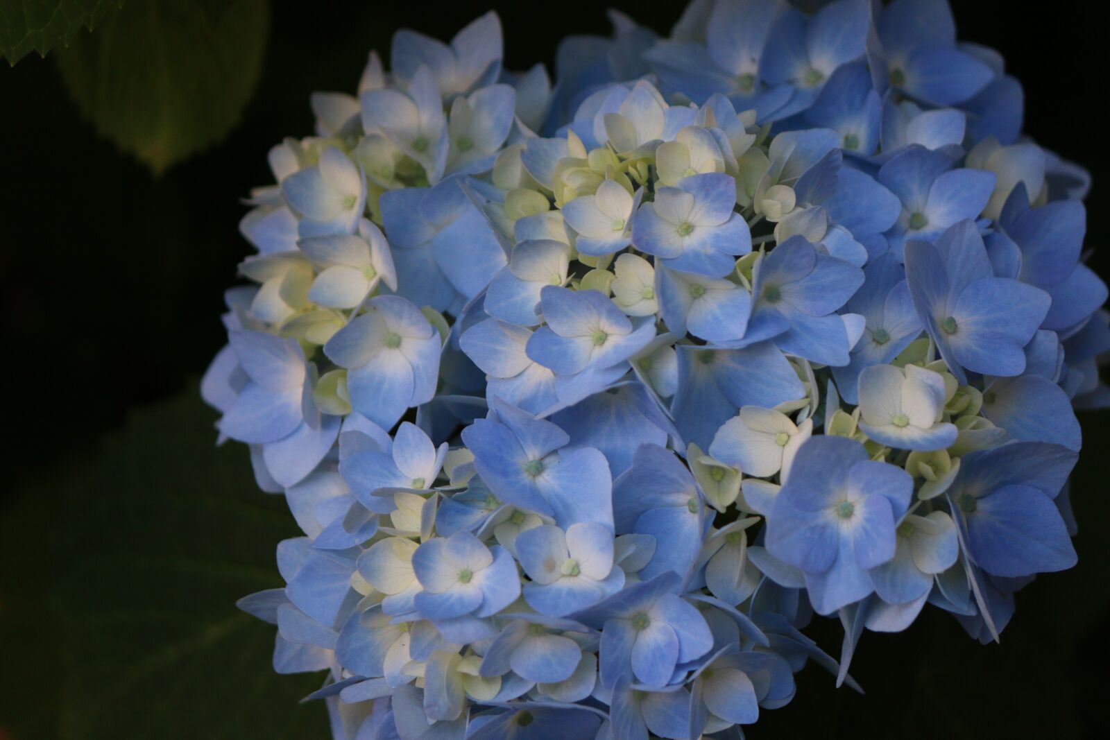 Canon EOS 70D sample photo. Flower, blue, hydrangea photography