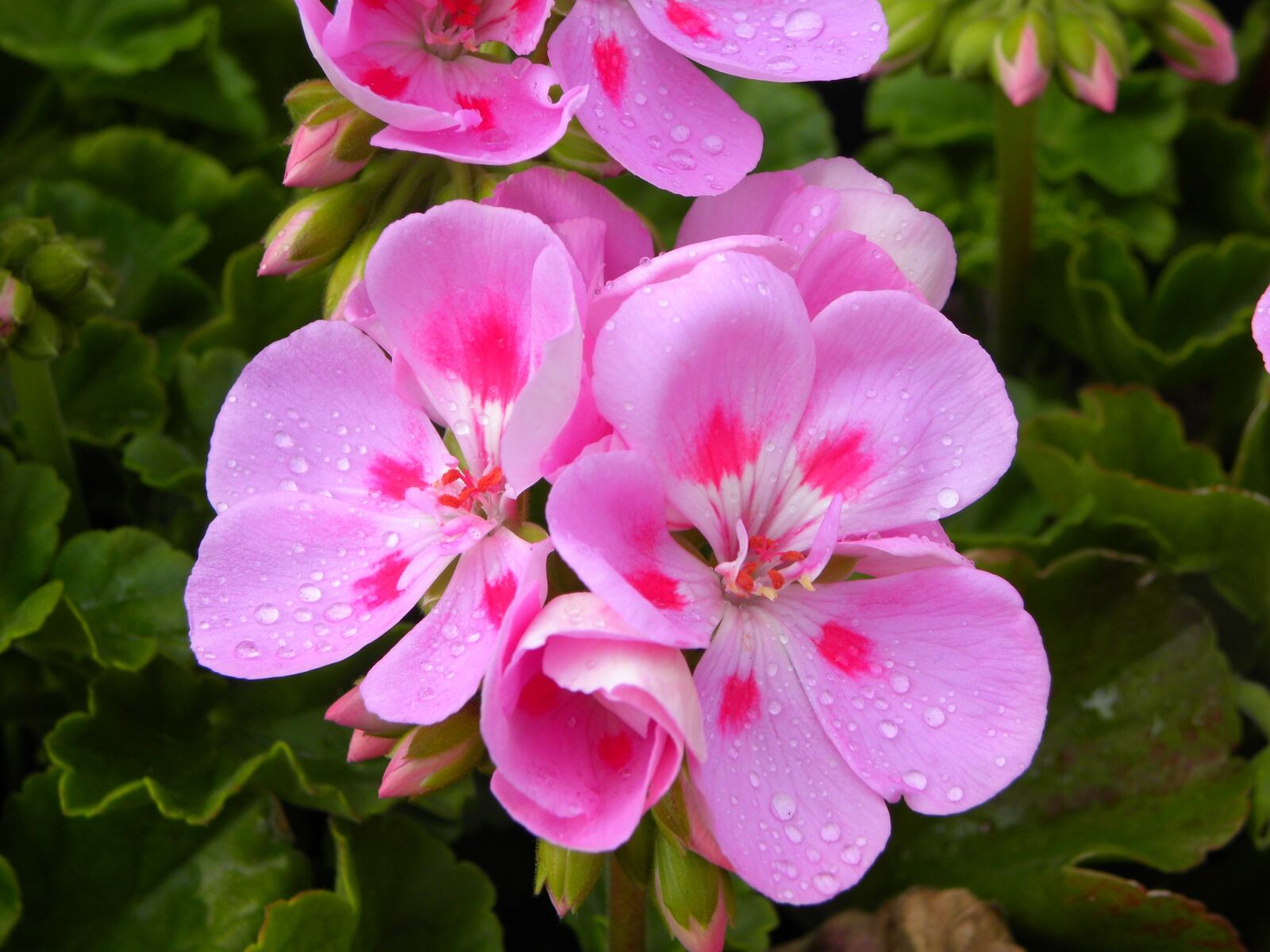 Nikon Coolpix P90 sample photo. Geranium, flowers, rosa photography