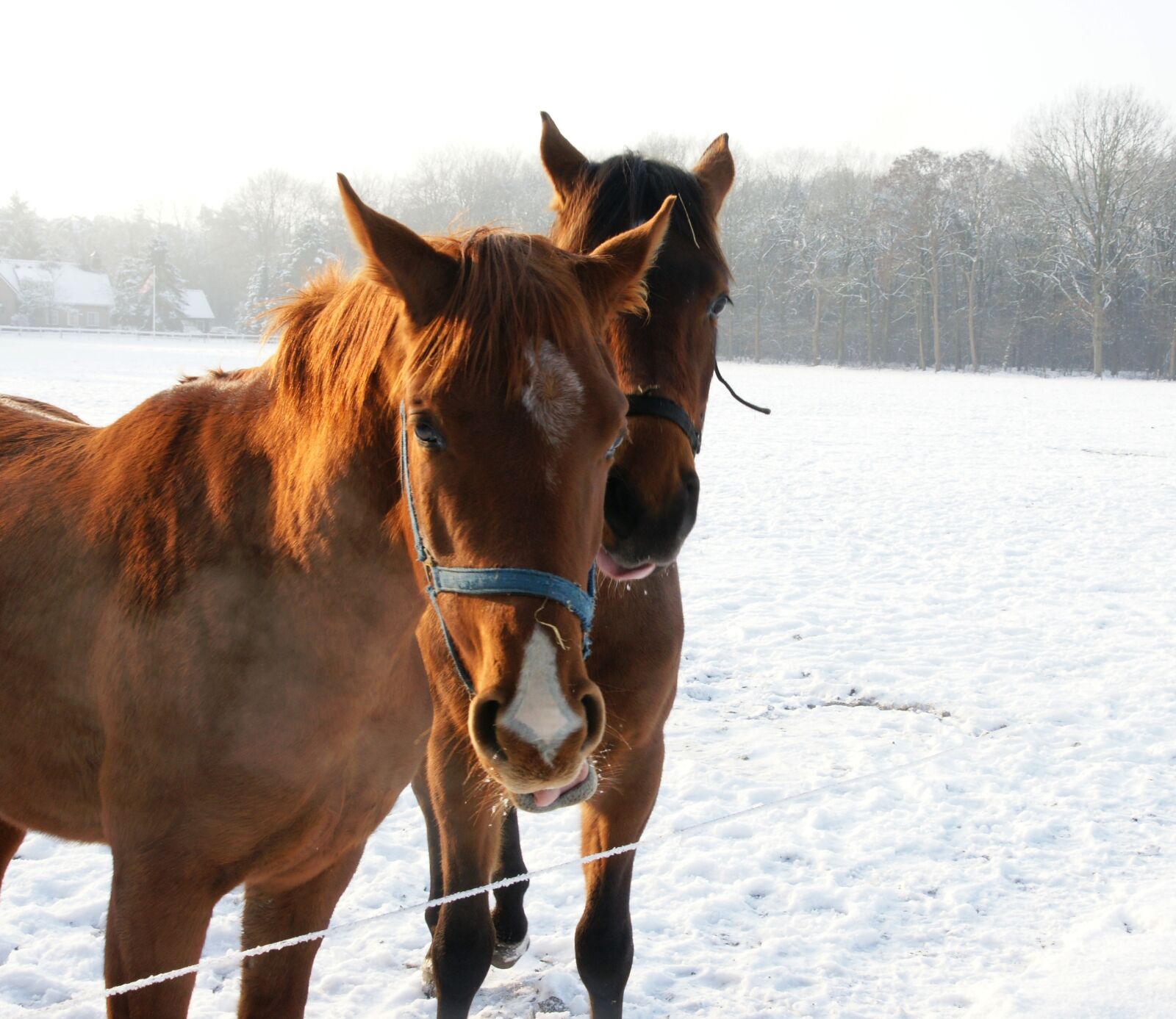 Sony Alpha DSLR-A700 sample photo. Horses, snow, winter photography