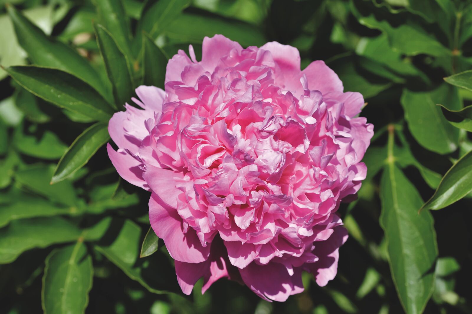 Nikon D7200 sample photo. Peony, rose, bud photography