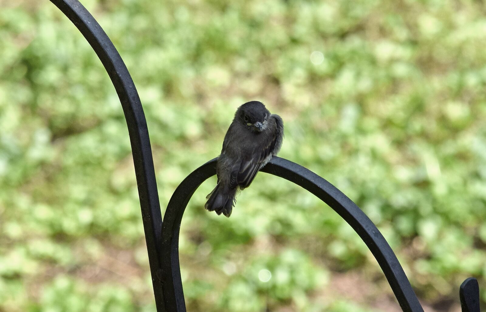 Nikon D3300 sample photo. Fledgling eastern phoebe, tyrant photography