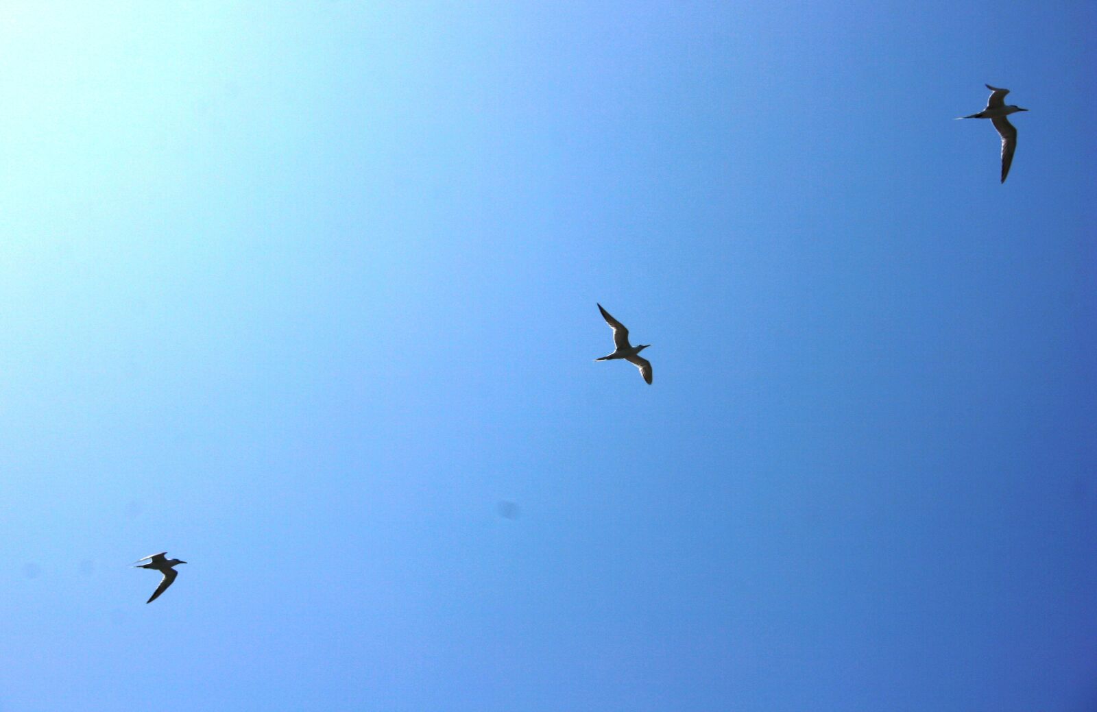 Canon EF-S 18-55mm F3.5-5.6 II sample photo. 3, animal, bird, blue photography