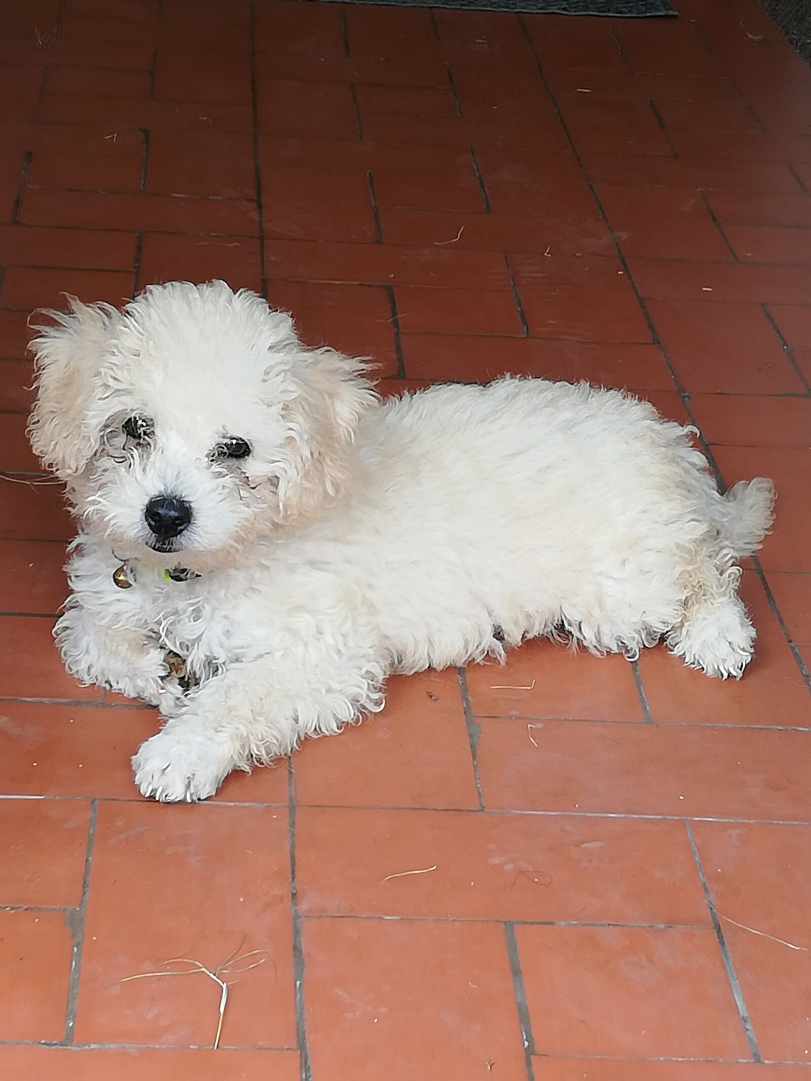 HUAWEI P20 lite sample photo. Cachorro, french poodle, cari photography