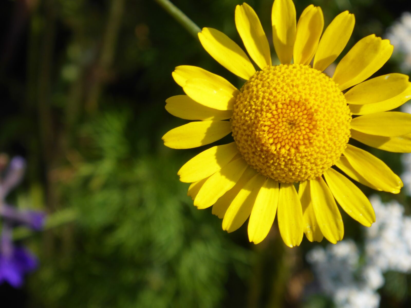 Panasonic Lumix DMC-TS5 (Lumix DMC-FT5) sample photo. Coneflower, pallida, blossom photography