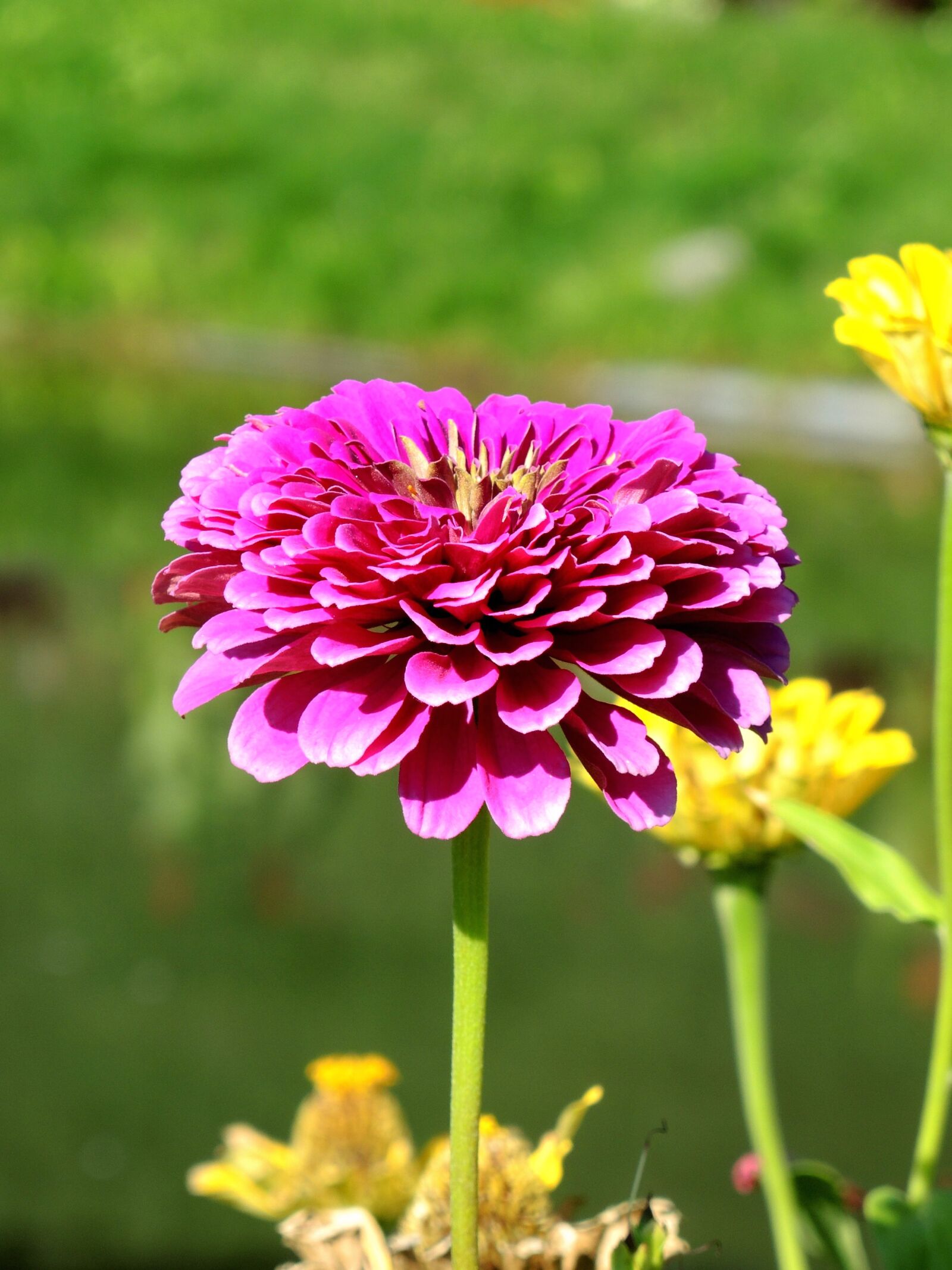 Nikon Coolpix P7800 sample photo. Flower, pink photography