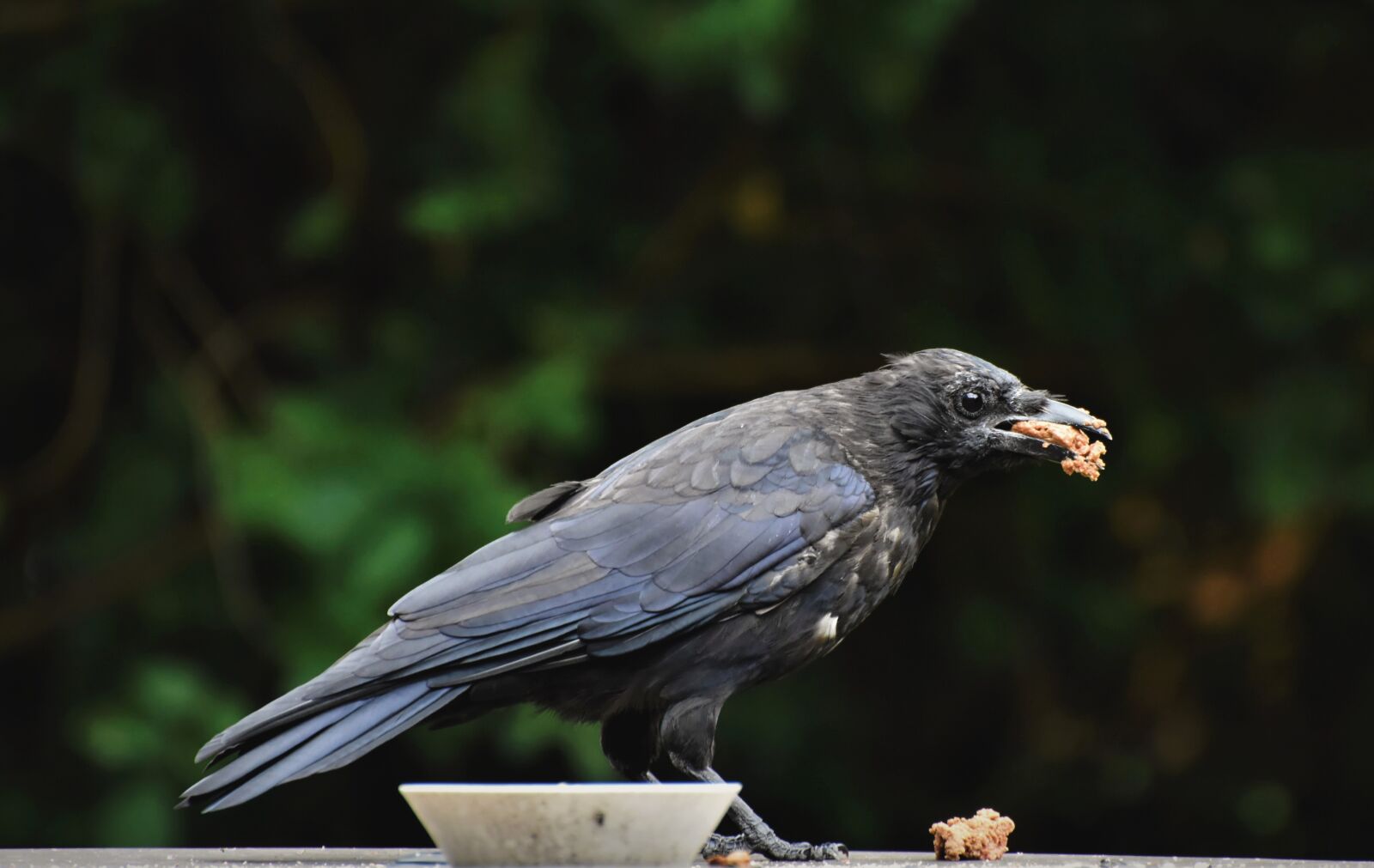 Nikon D7200 sample photo. Raven, crow, bird photography