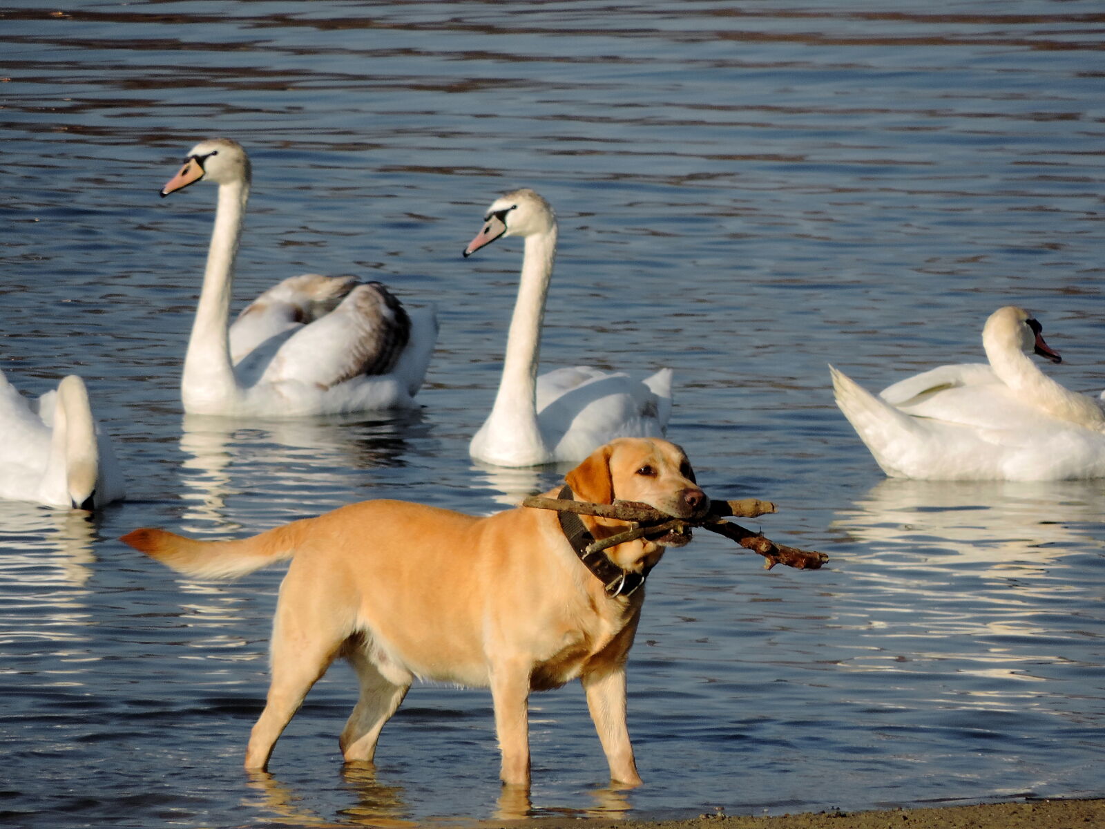 Nikon Coolpix P520 sample photo. Hunting dog, wildlife, bird photography