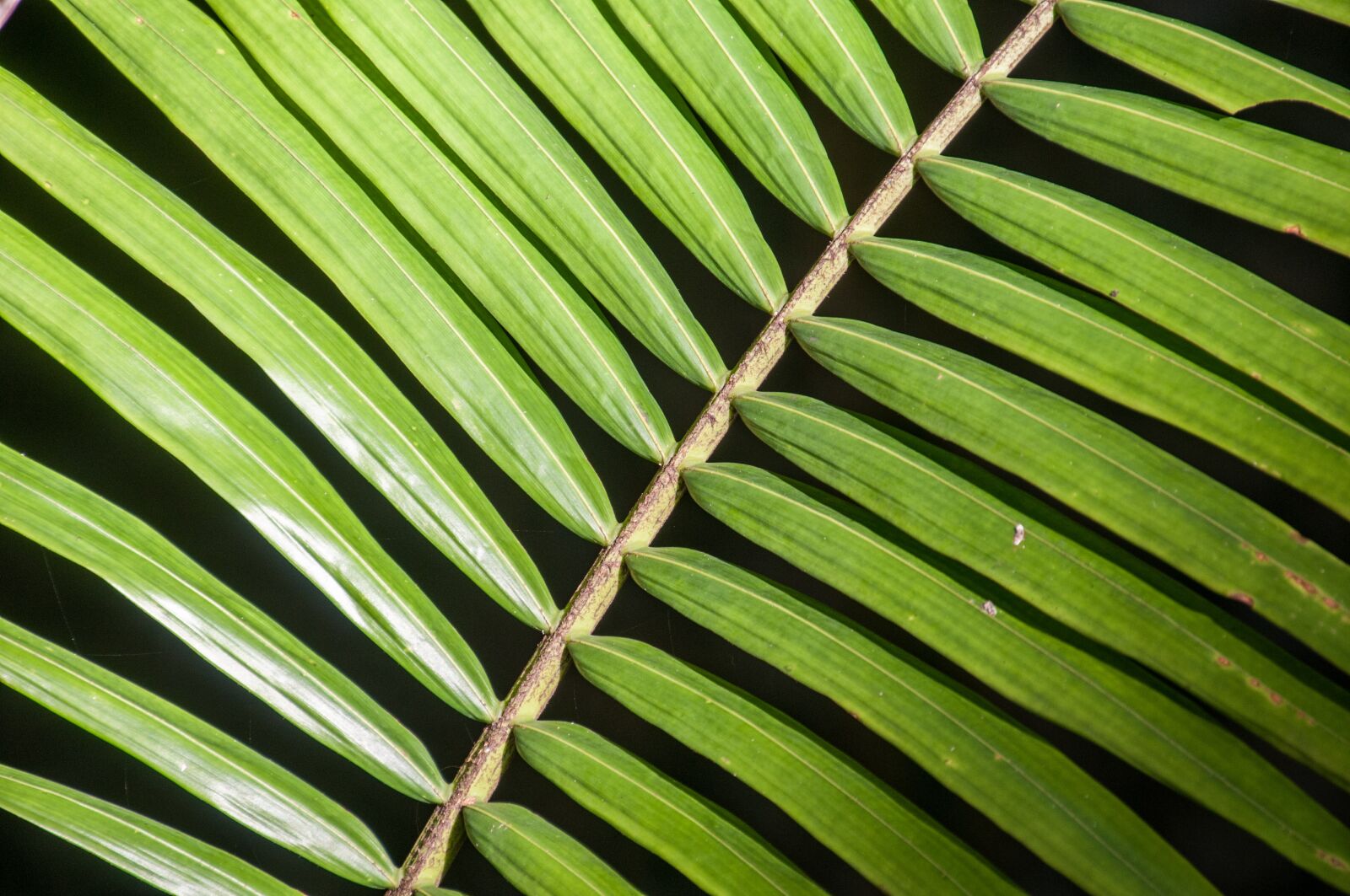 Nikon D300 sample photo. Palm, plant, green photography