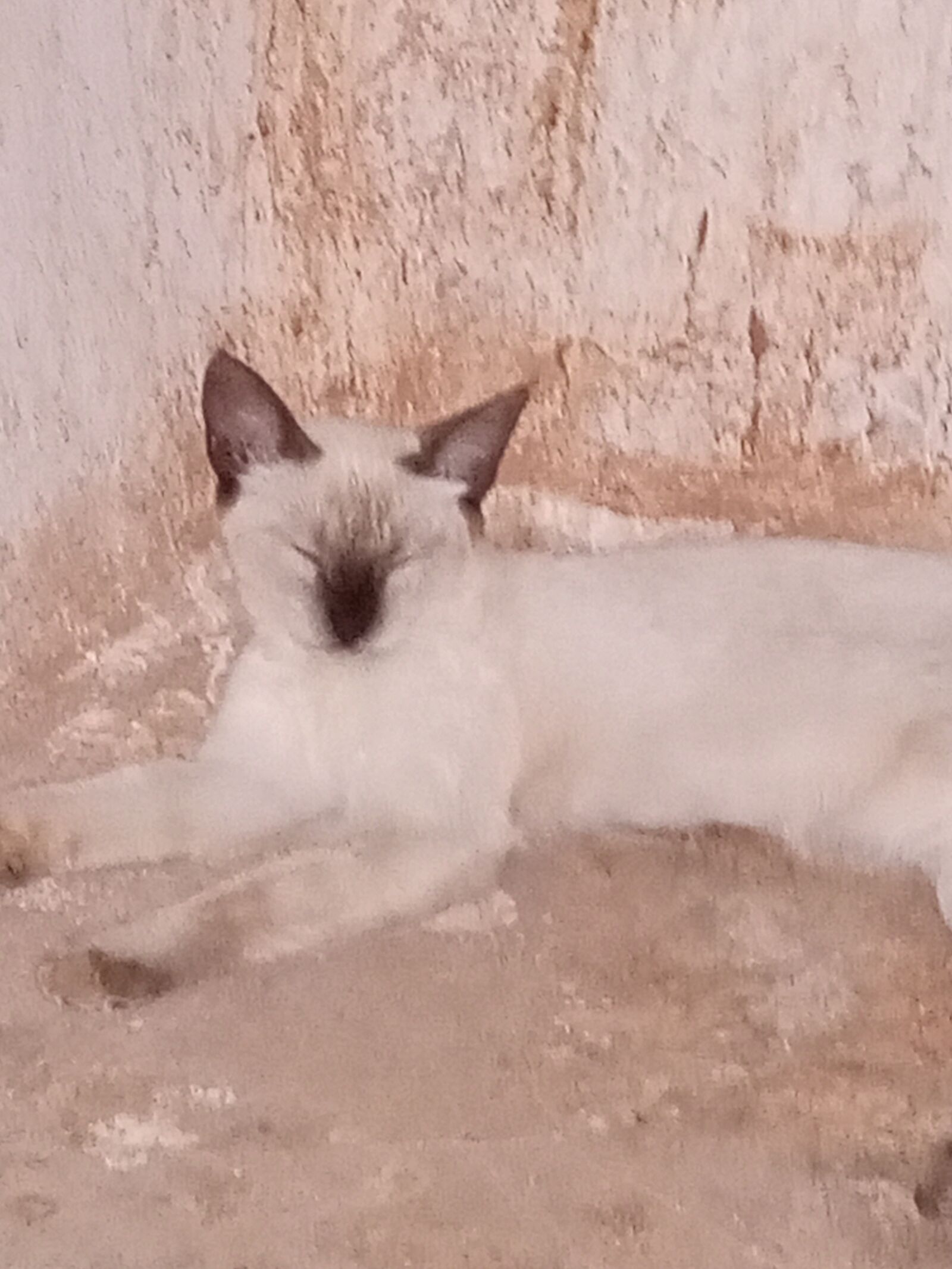 INFINIX MOBILITY LIMITED Infinix X656 sample photo. Cat, siami photography