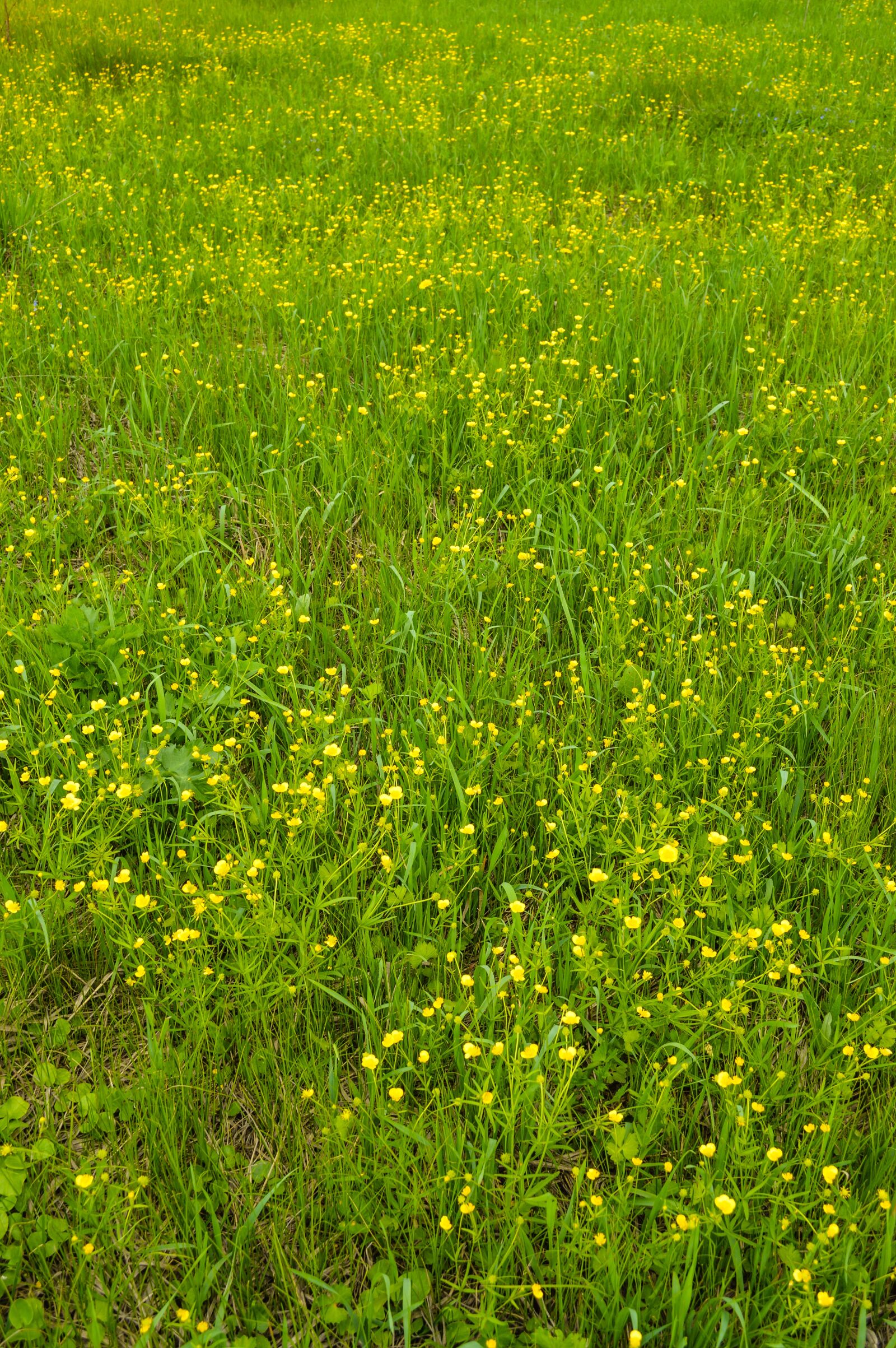 Nikon D3200 sample photo. Flowers of the field photography