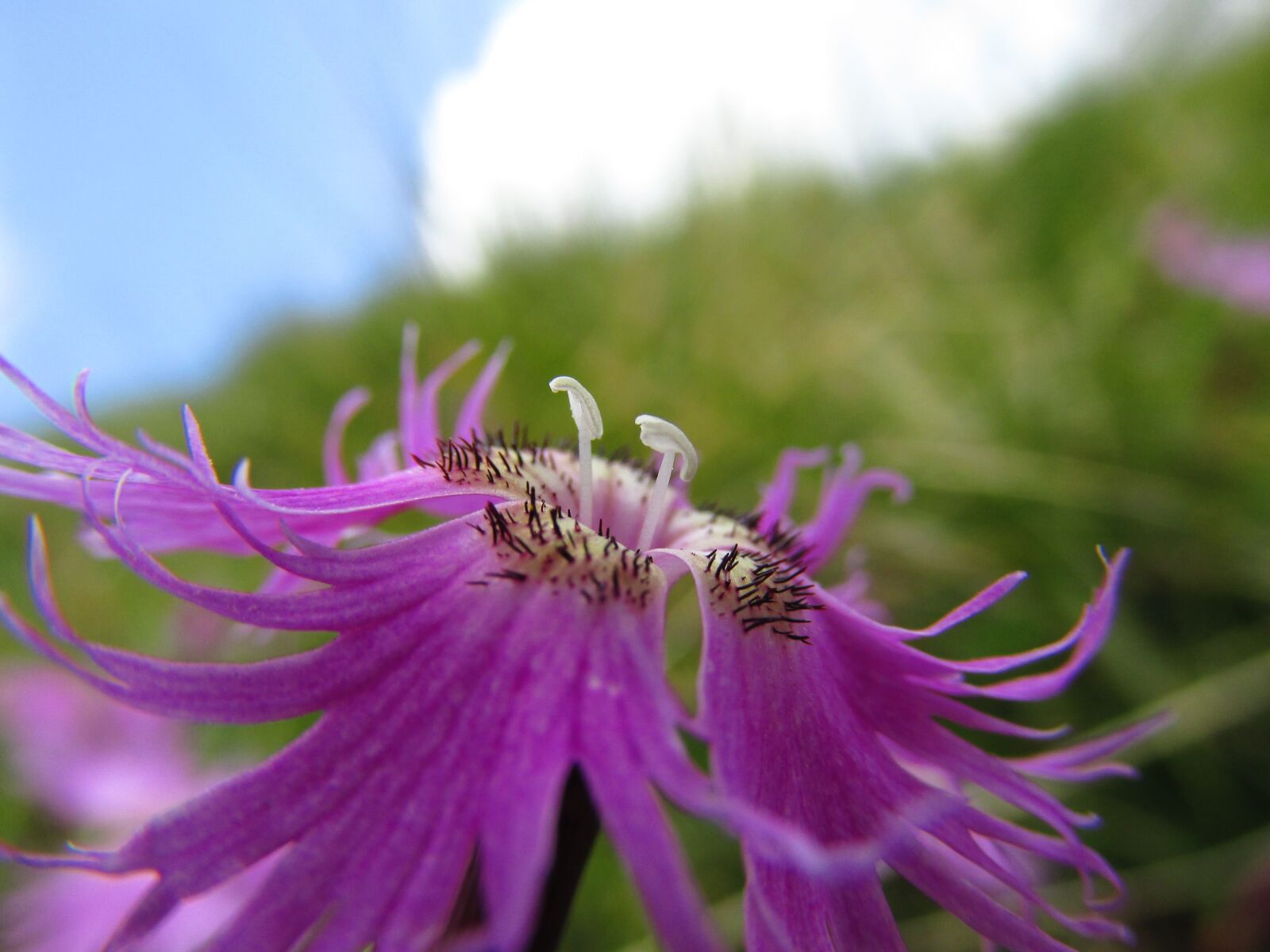 Canon PowerShot SX160 IS sample photo. Flower, slovenia bar, sticks photography