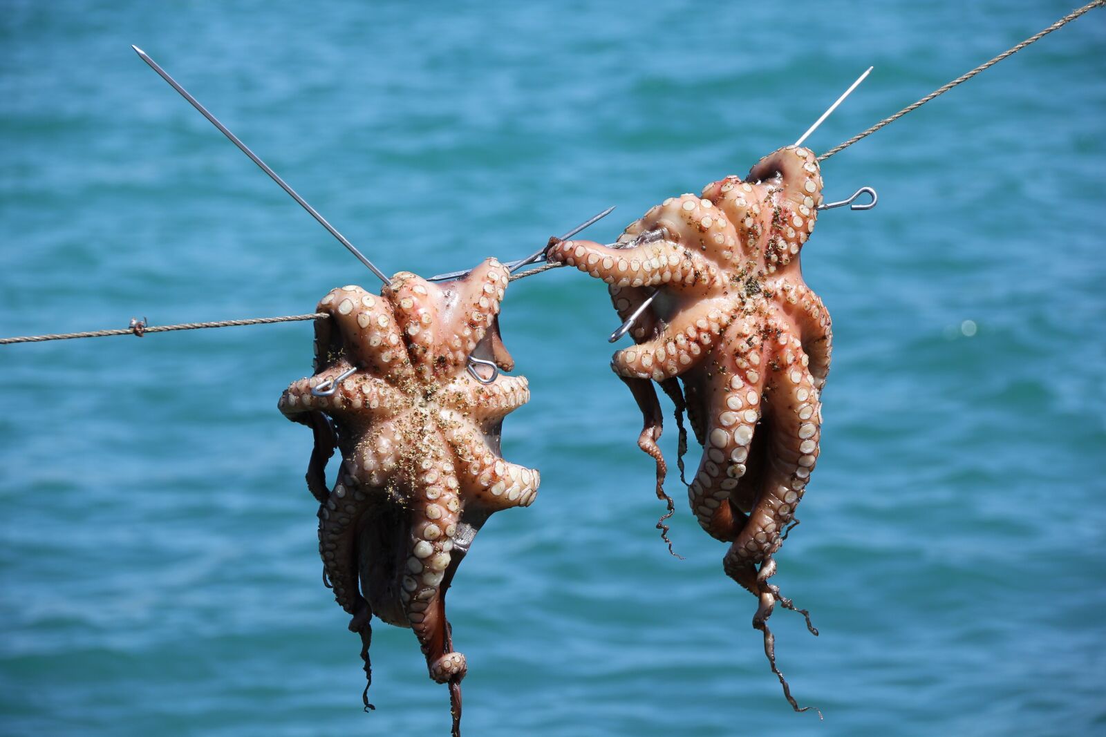 Canon EOS 550D (EOS Rebel T2i / EOS Kiss X4) sample photo. Octopus, squid, seafood photography