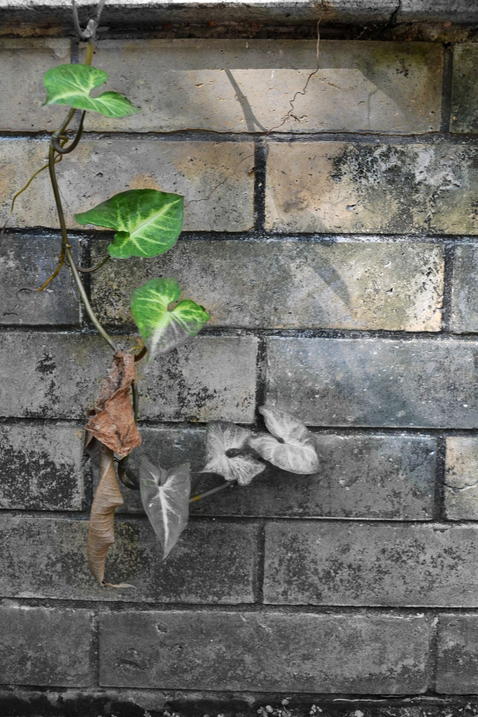 Nikon D3100 sample photo. Ivy, growing, on, brick photography