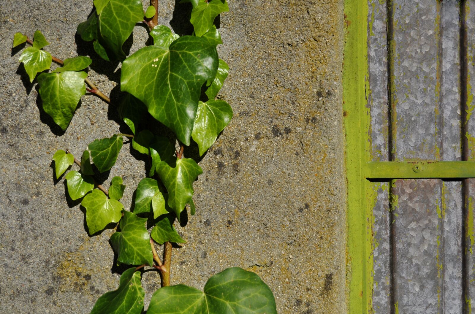 Nikon D90 sample photo. Ivy, vine, green photography
