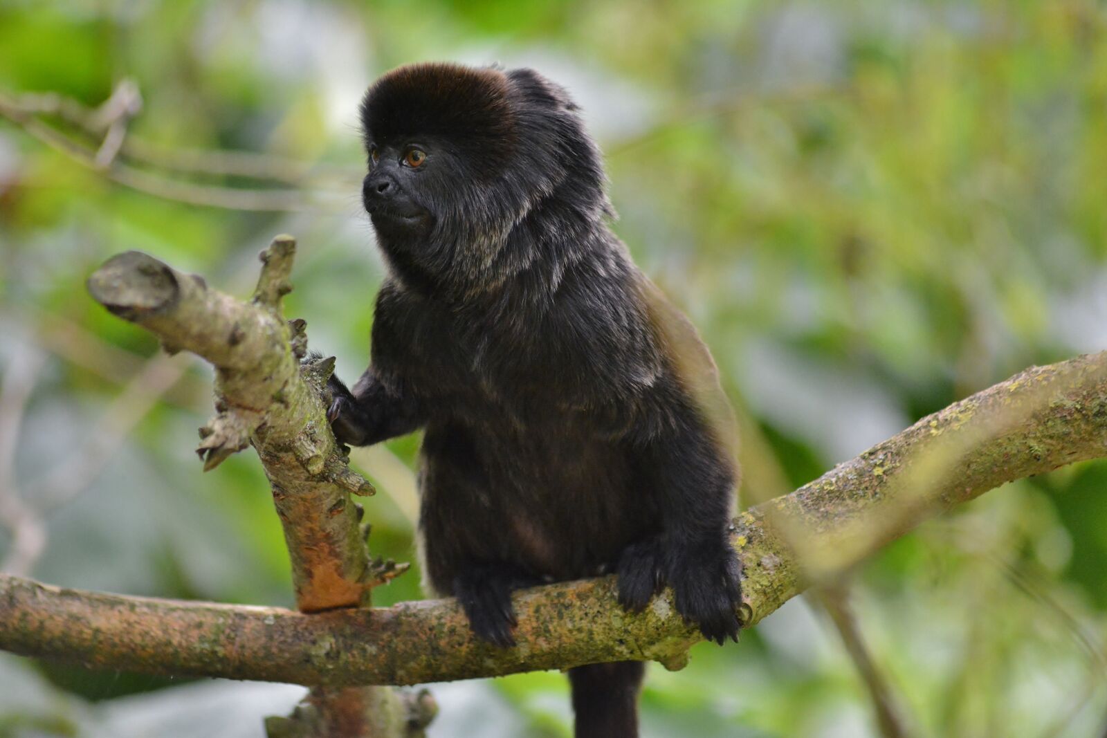 Nikon D5200 sample photo. Zoo, primate, close up photography