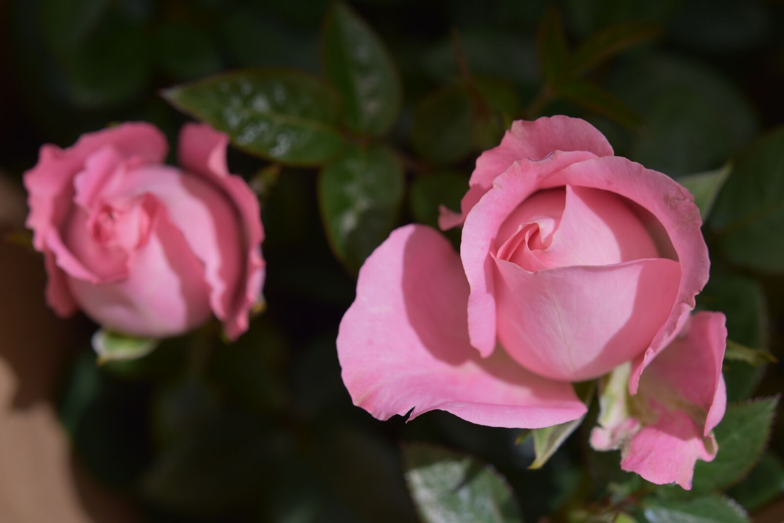 Nikon D5600 sample photo. Flower, roses, petal photography