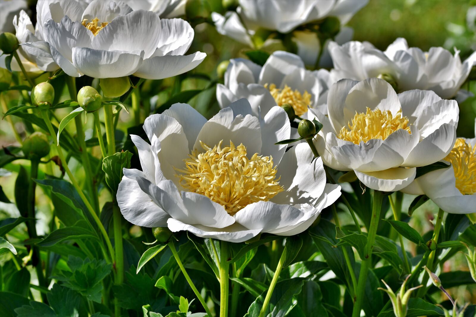 Nikon D7200 sample photo. Peony, rose, bud photography