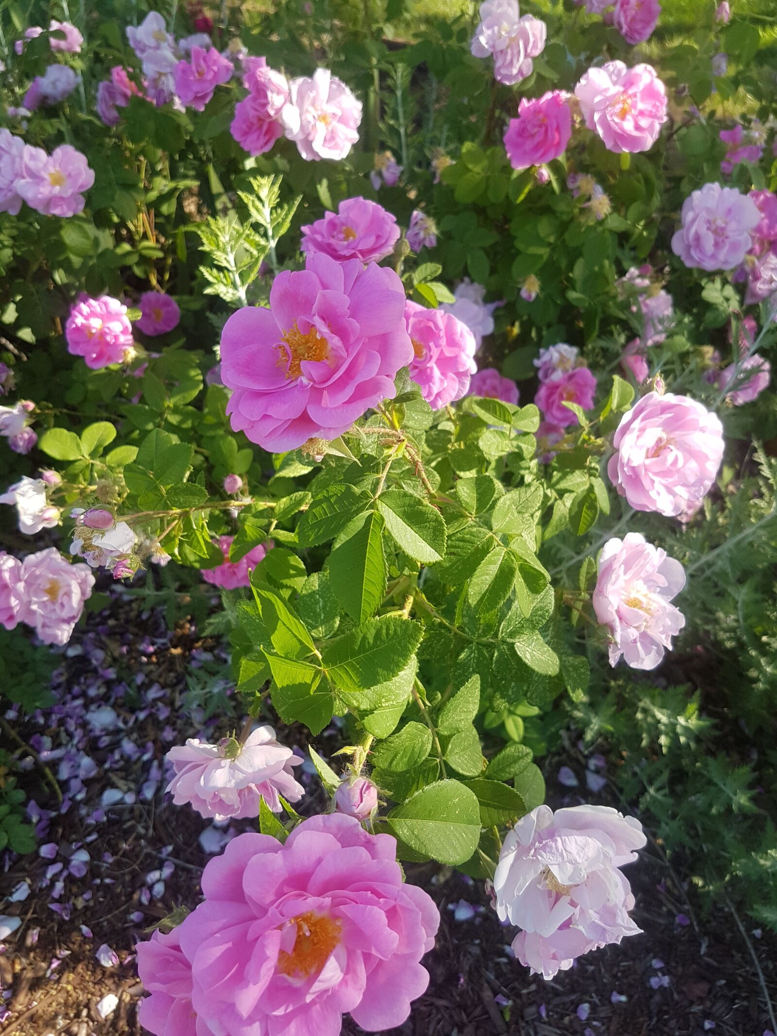 Samsung Galaxy S7 sample photo. Pink roses, roses, flowers photography