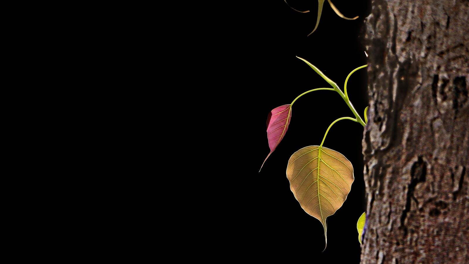 Canon EOS 70D sample photo. Tree, bodhi tree, bo photography