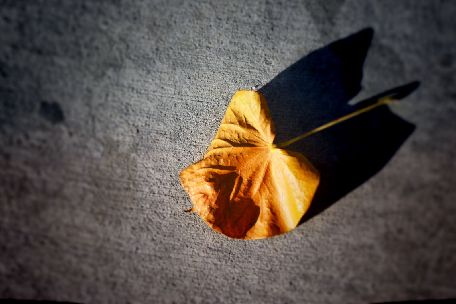 Nikon D5200 sample photo. Leaf, of the, project photography