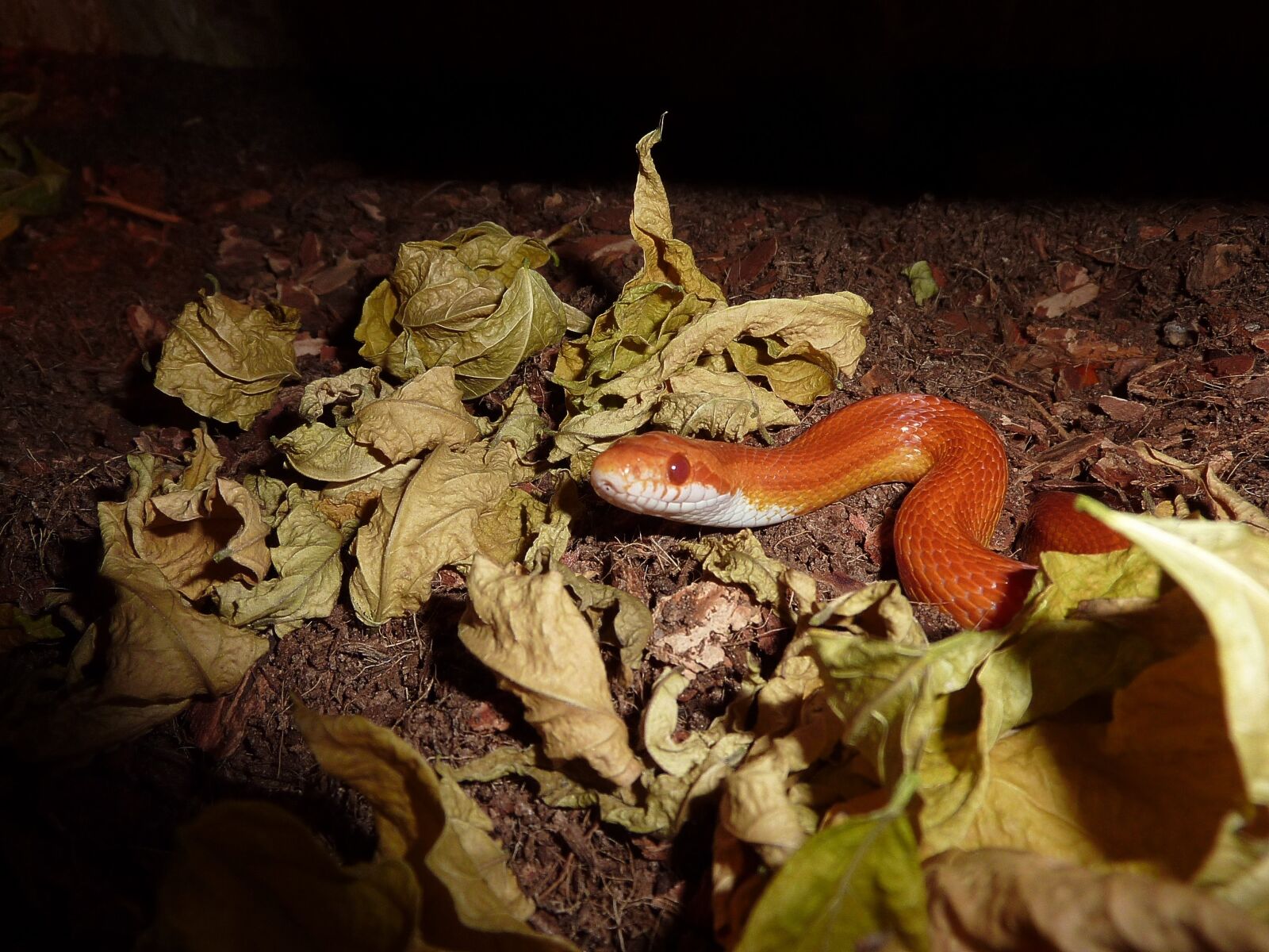 Panasonic DMC-TZ7 sample photo. Corn snake, snakes, terraristik photography