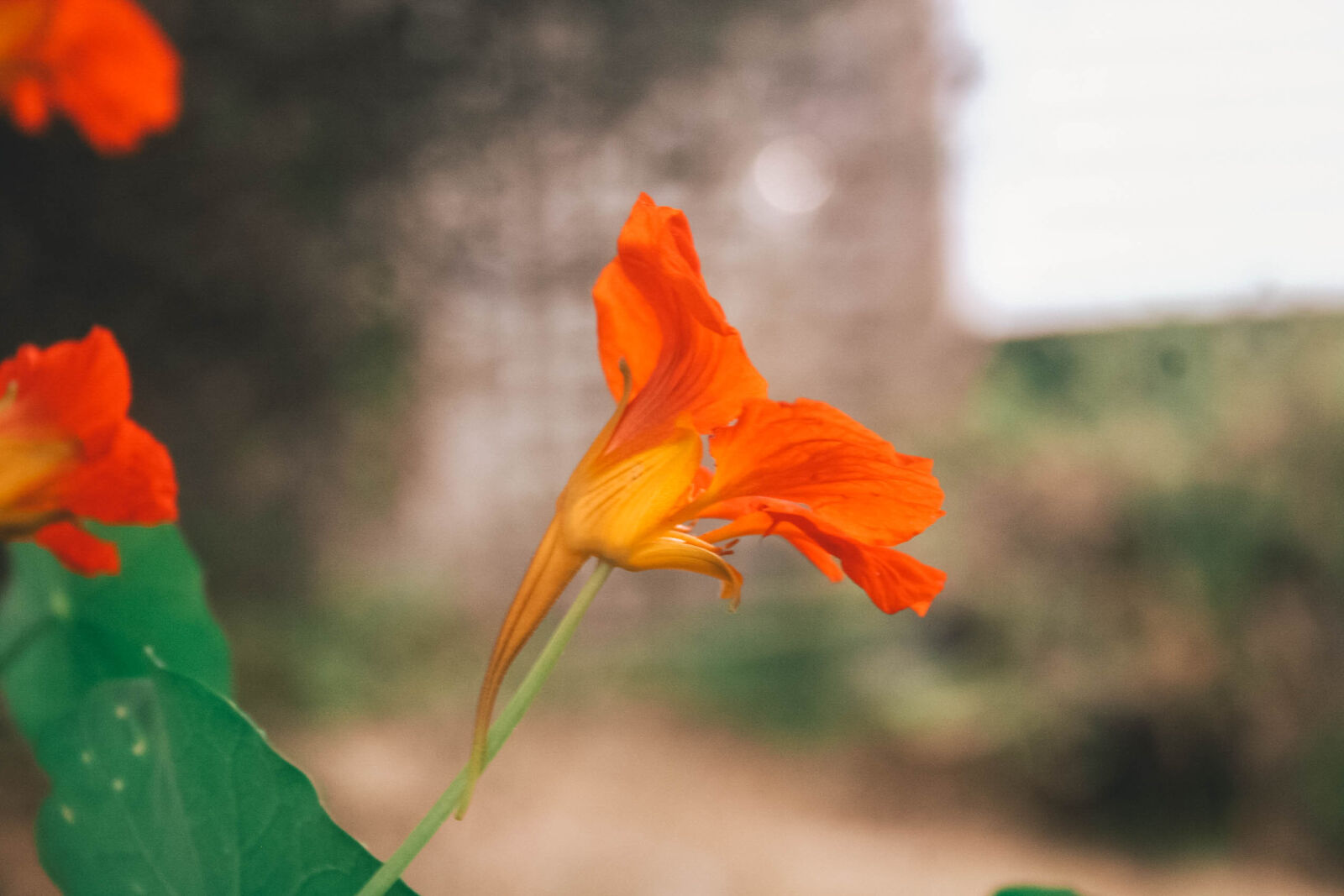 Canon EOS 20D sample photo. Blurred, background, flower, orange photography