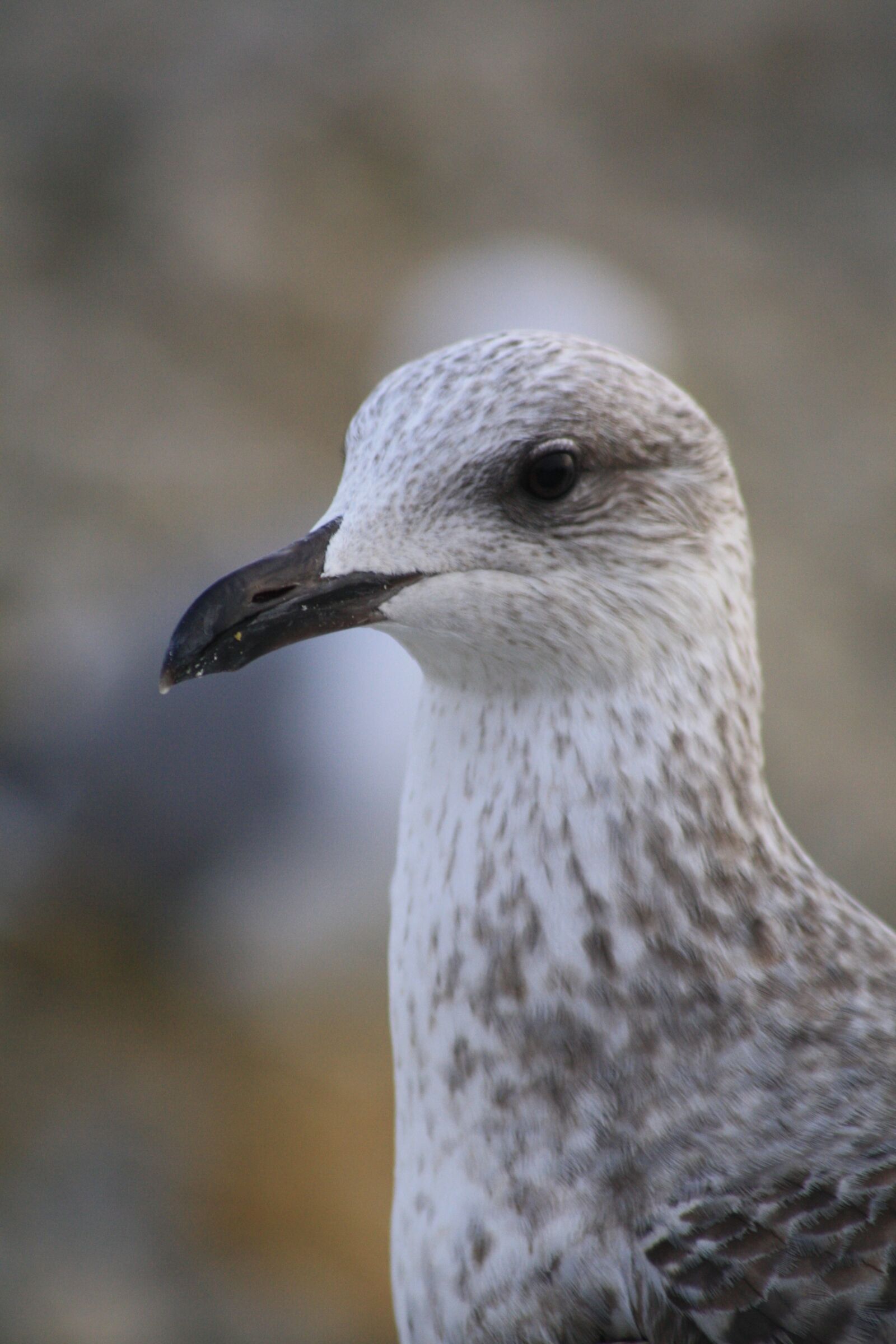 Canon EOS 1000D (EOS Digital Rebel XS / EOS Kiss F) sample photo. Gull, atlantic, nature photography