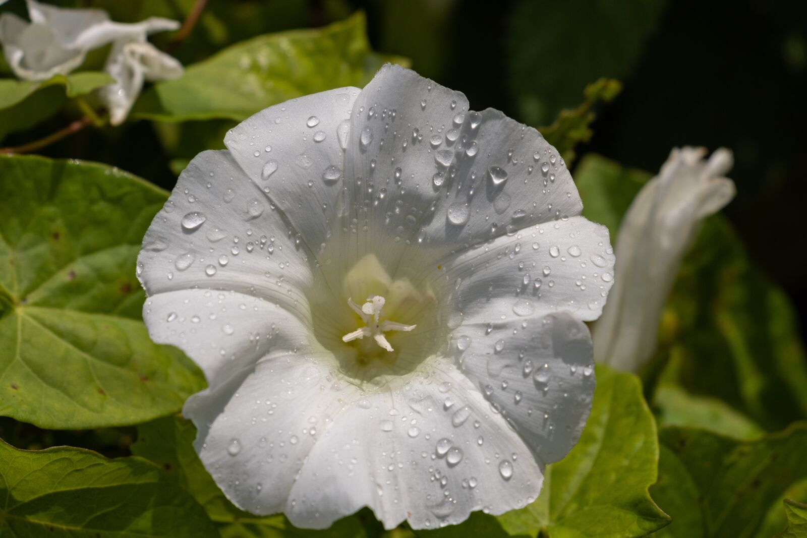 Canon EF-S 18-135mm F3.5-5.6 IS USM sample photo. Bindweed, flower, white photography