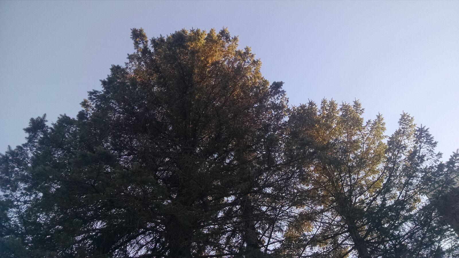 Motorola Moto X (1st Gen) sample photo. Blue, green, pine, sky photography