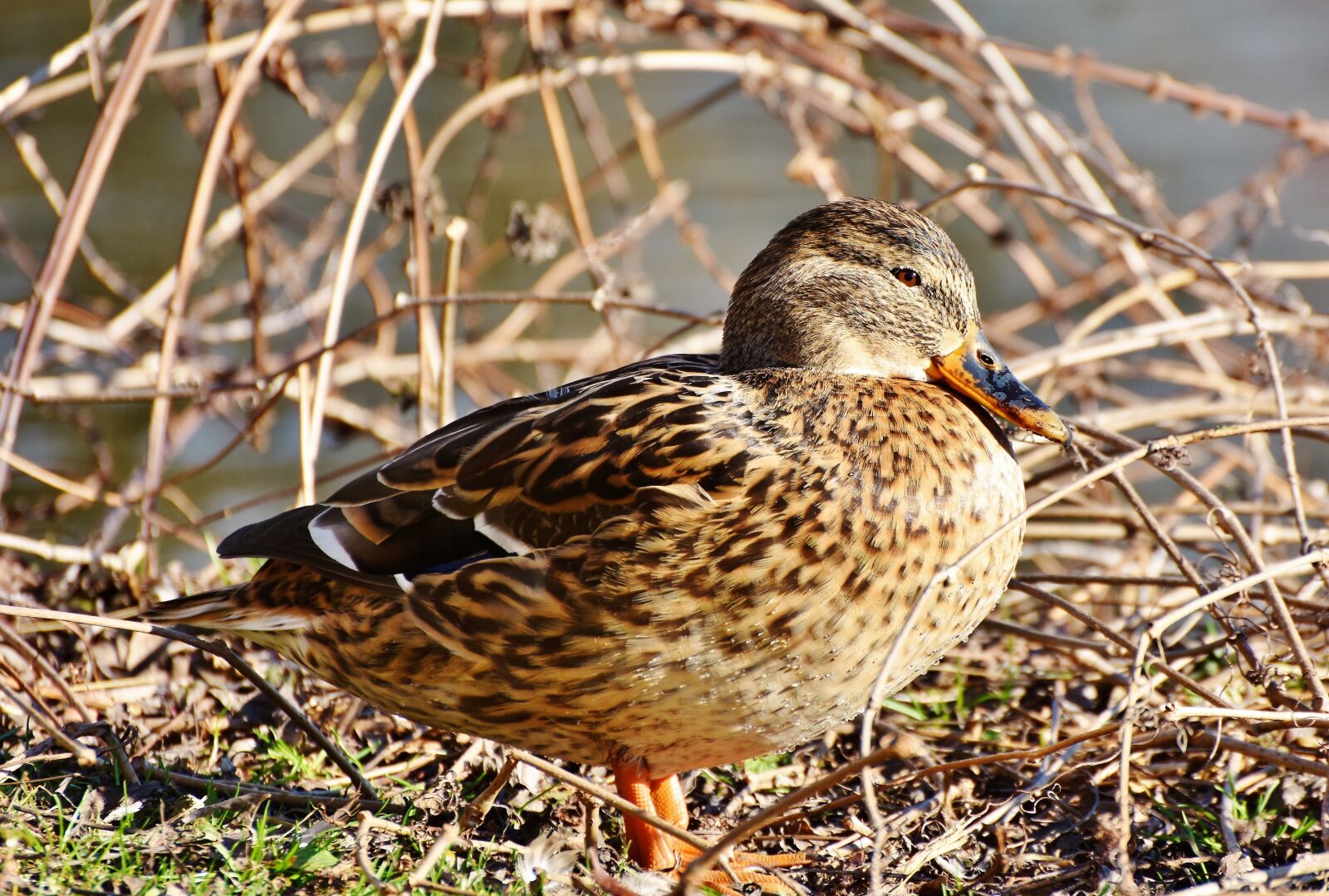 Nikon D7200 sample photo. Ducks, waterfowl, mallard photography