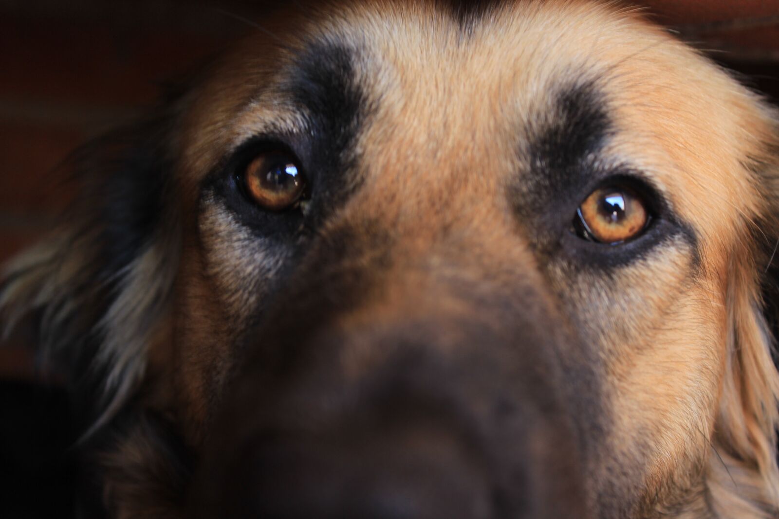 Canon EOS 600D (Rebel EOS T3i / EOS Kiss X5) sample photo. Dog, mammals, canidae photography