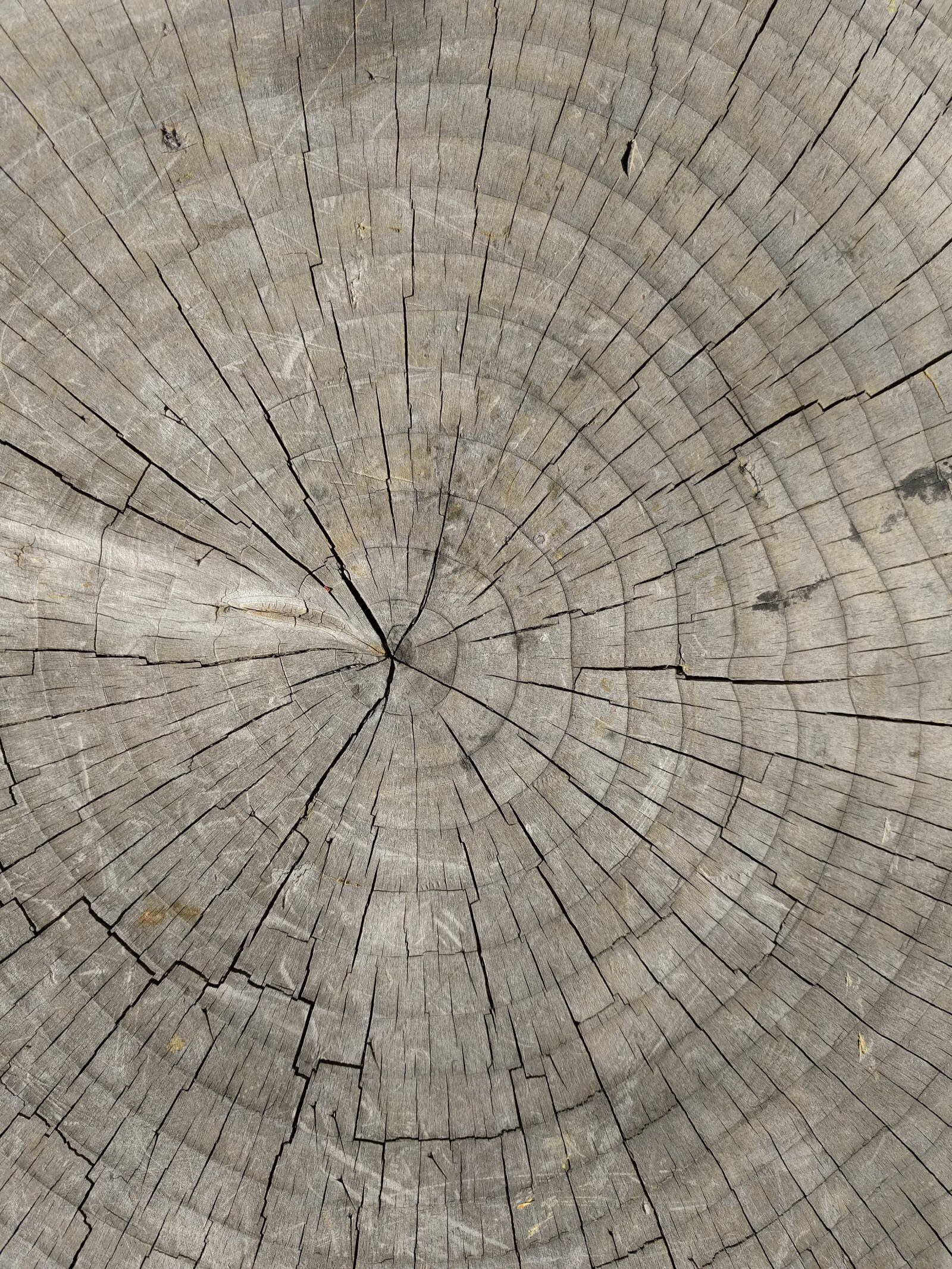 LG Nexus 5X sample photo. Tree rings, wood, stump photography