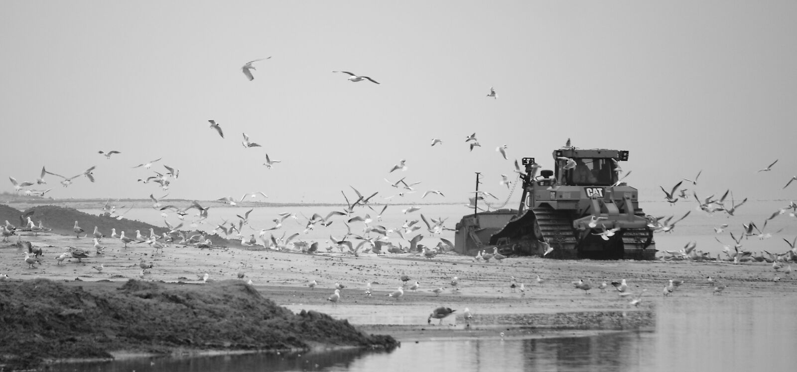 Canon EOS 400D (EOS Digital Rebel XTi / EOS Kiss Digital X) sample photo. Bulldozer, gulls, natural photography