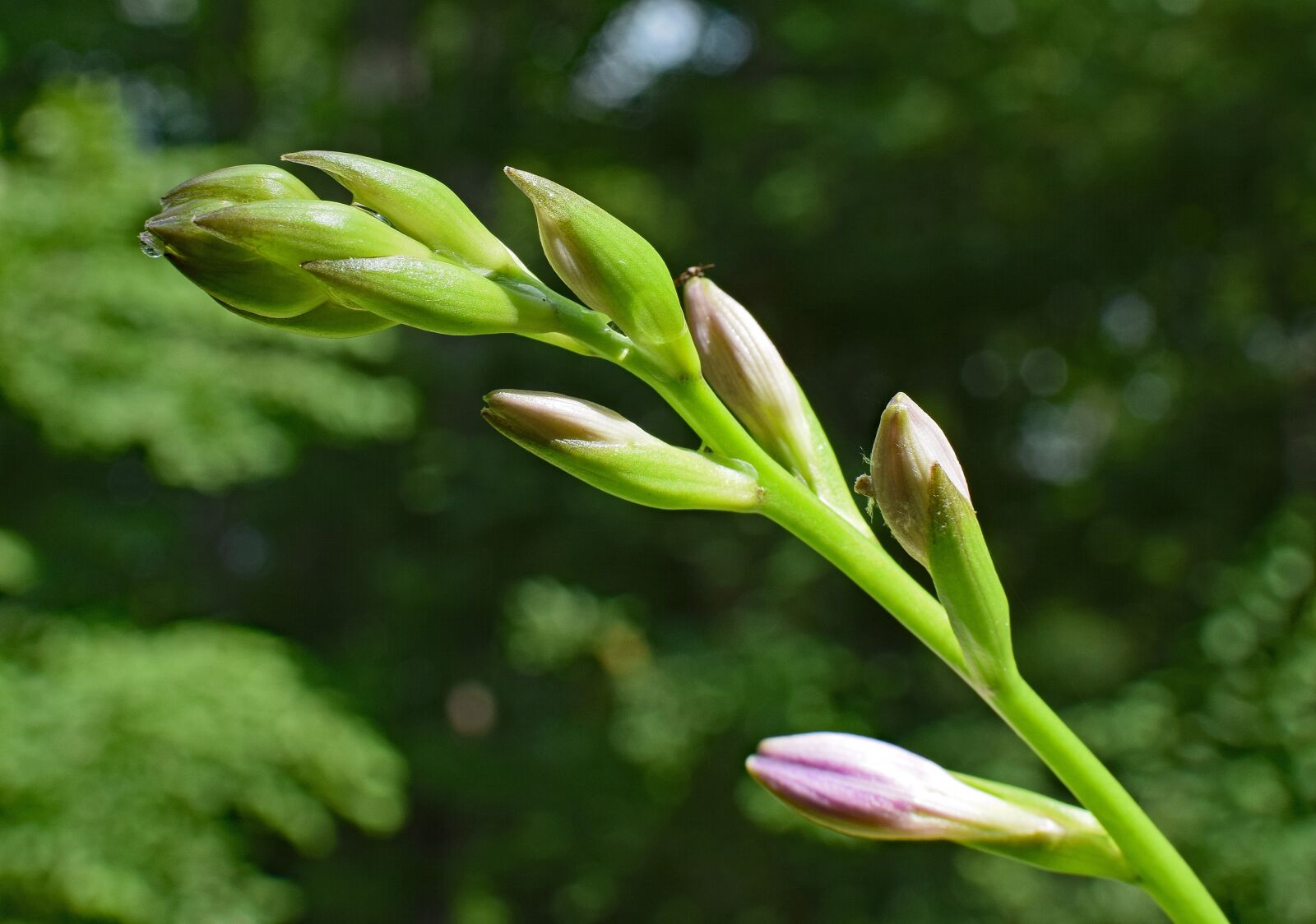 Nikon D3300 sample photo. Plantain lily buds, lily photography