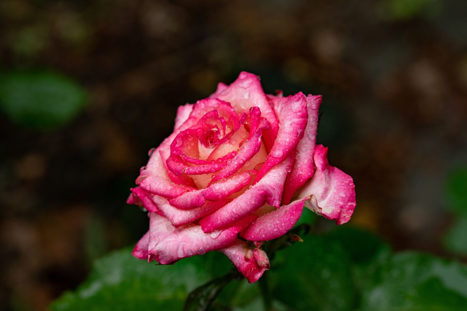 105mm F2.8 sample photo. Pink, flower, roses photography