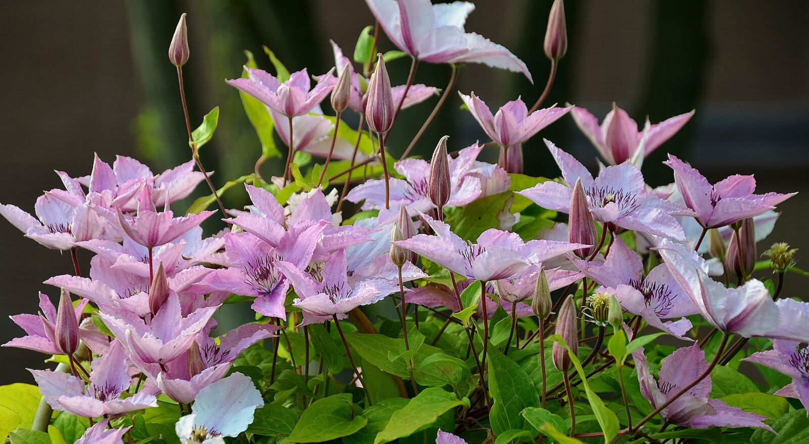 Nikon D7000 sample photo. Flower, blossom, spring photography