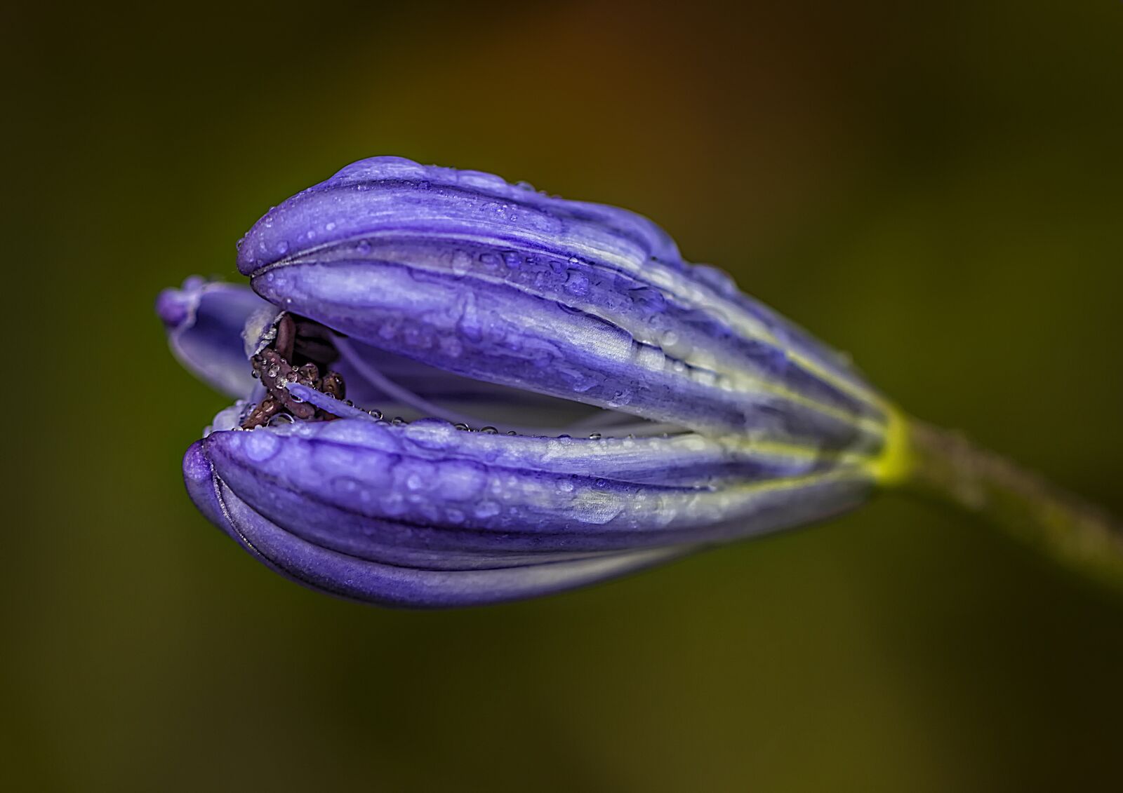 Canon EF 100mm F2.8L Macro IS USM sample photo. No person, nature, flower photography