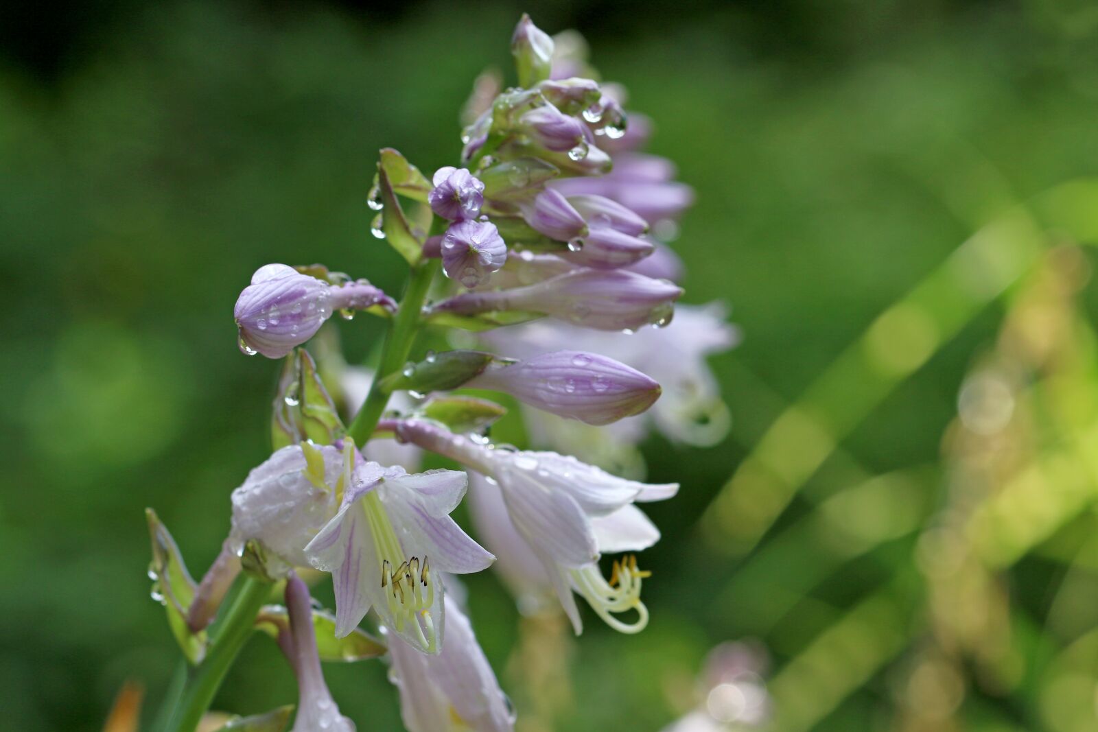 Canon EOS 7D Mark II sample photo. Vivian chu, plants, nature photography