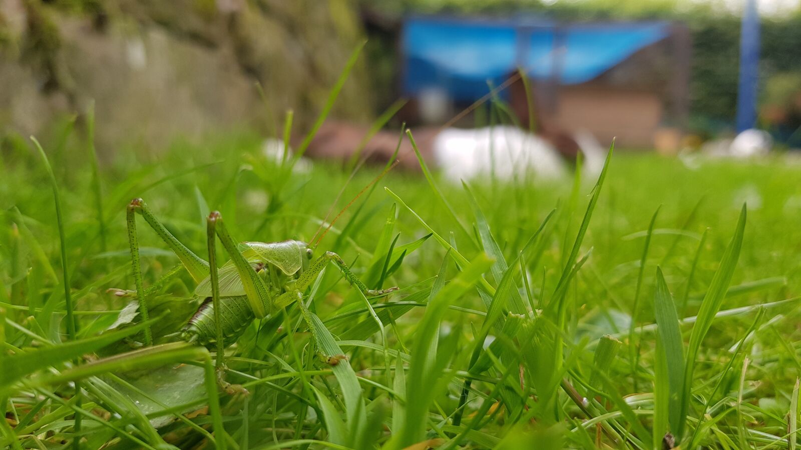 Samsung Galaxy S8+ sample photo. Grasshopper, grass, nature photography