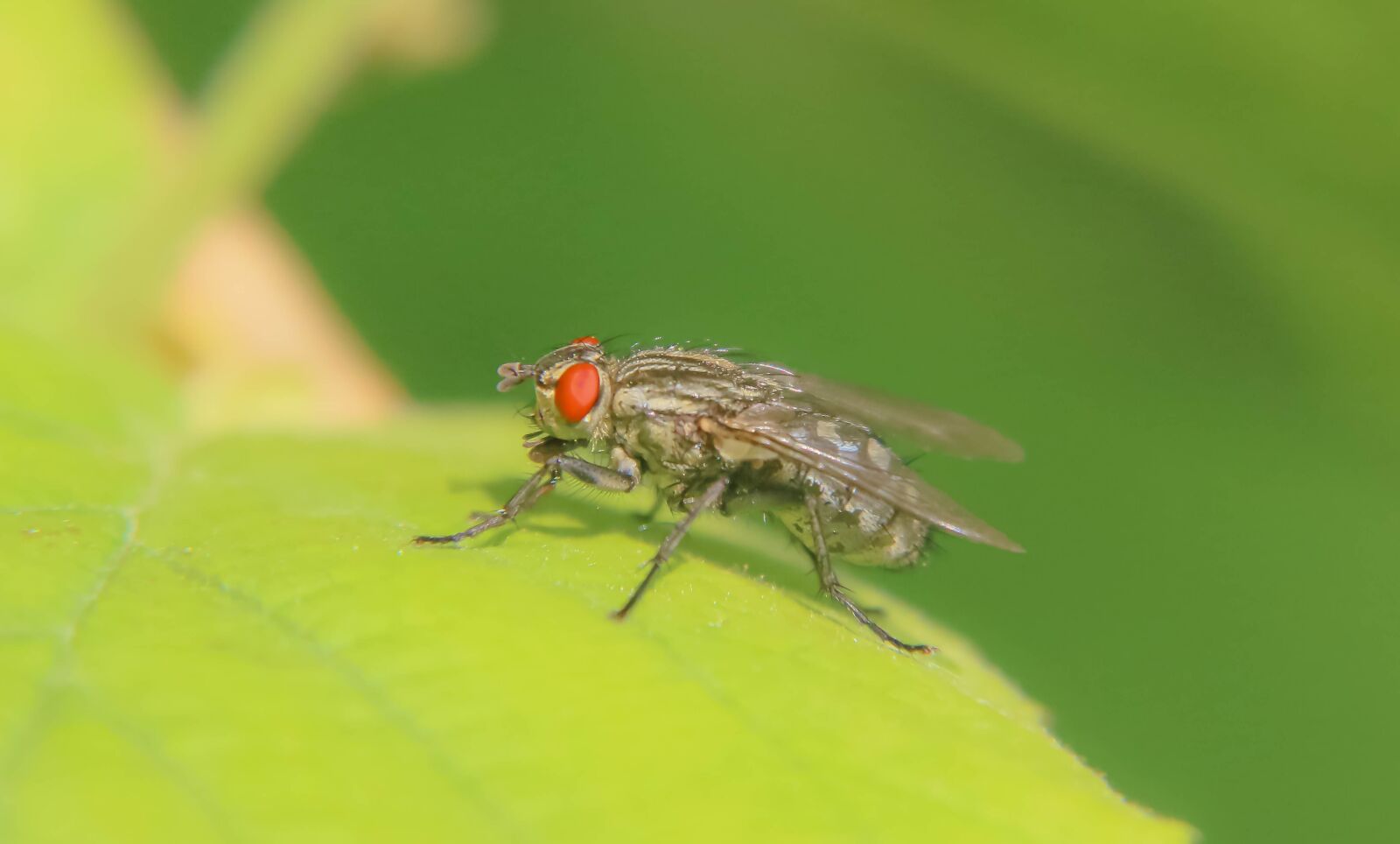 Canon EOS 70D + Canon EF-S 18-200mm F3.5-5.6 IS sample photo. Insect, fly, macro photography