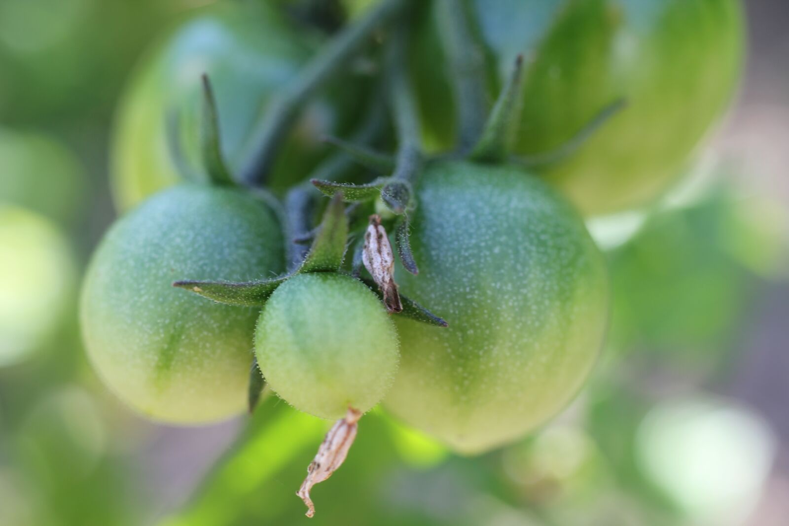 Canon EOS 550D (EOS Rebel T2i / EOS Kiss X4) sample photo. Tomatoes, green, shrub photography